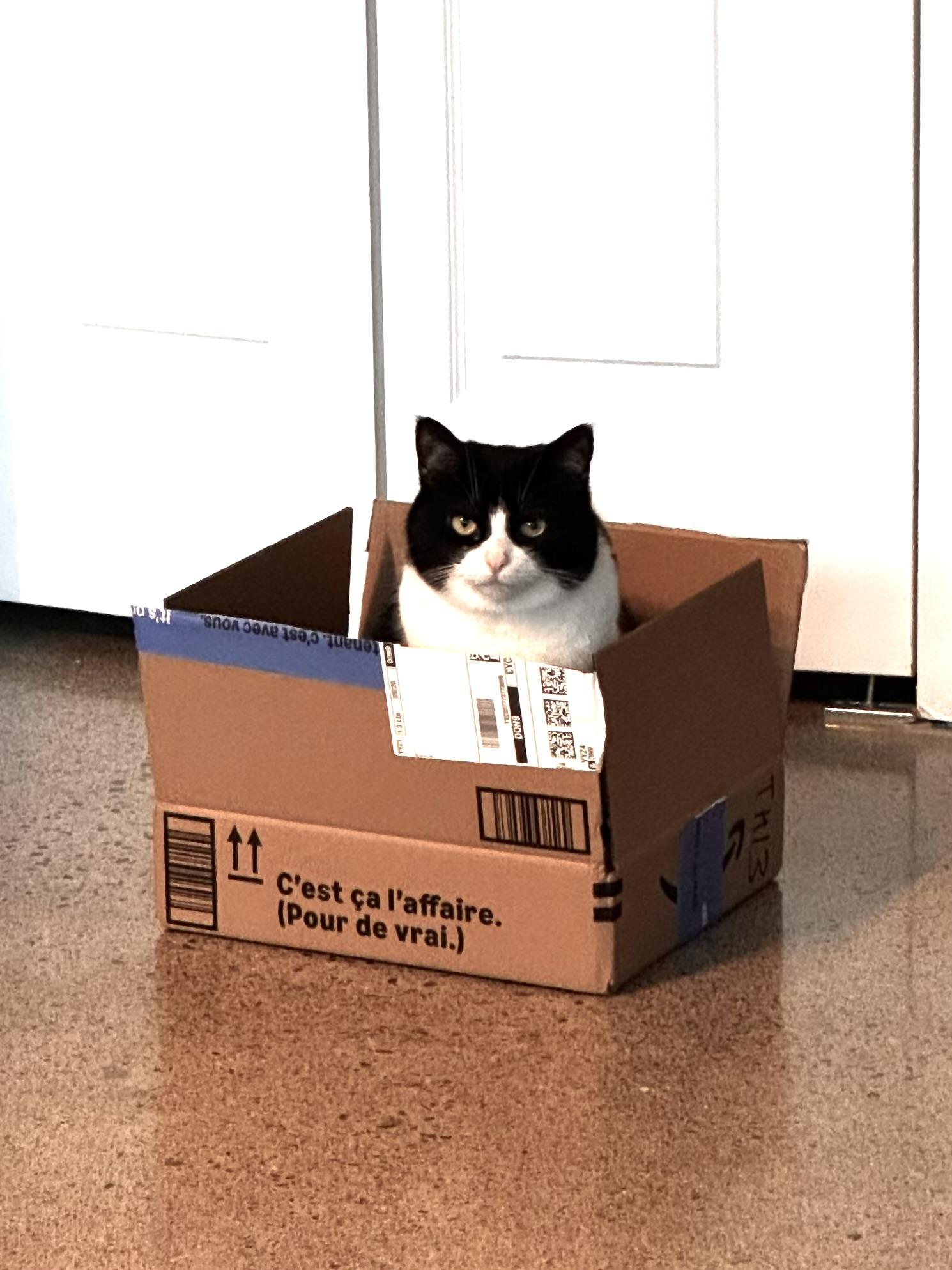 Agata demonstrates how to properly use the cat trap