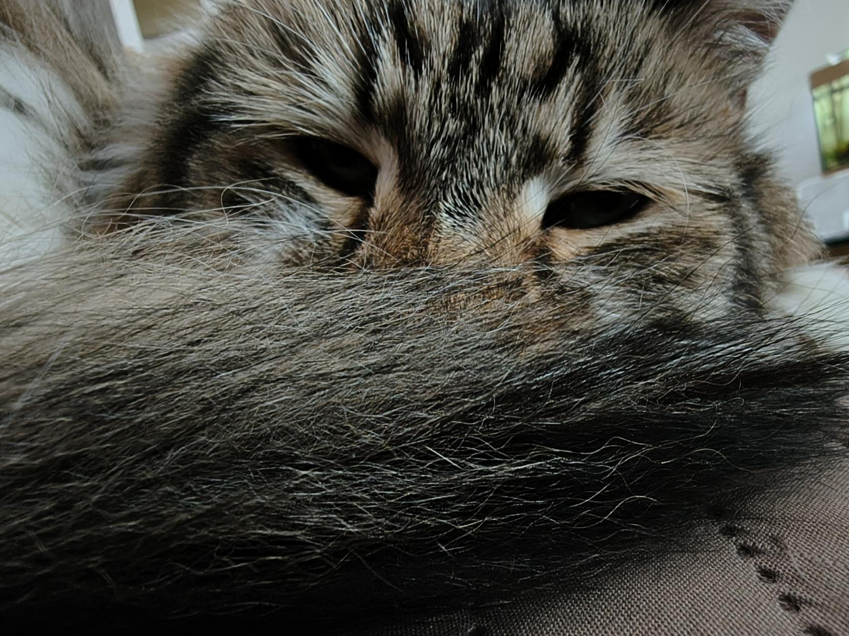 Tried to see how close I could get before he woke up.