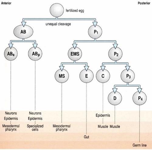 C. elegans early lineages