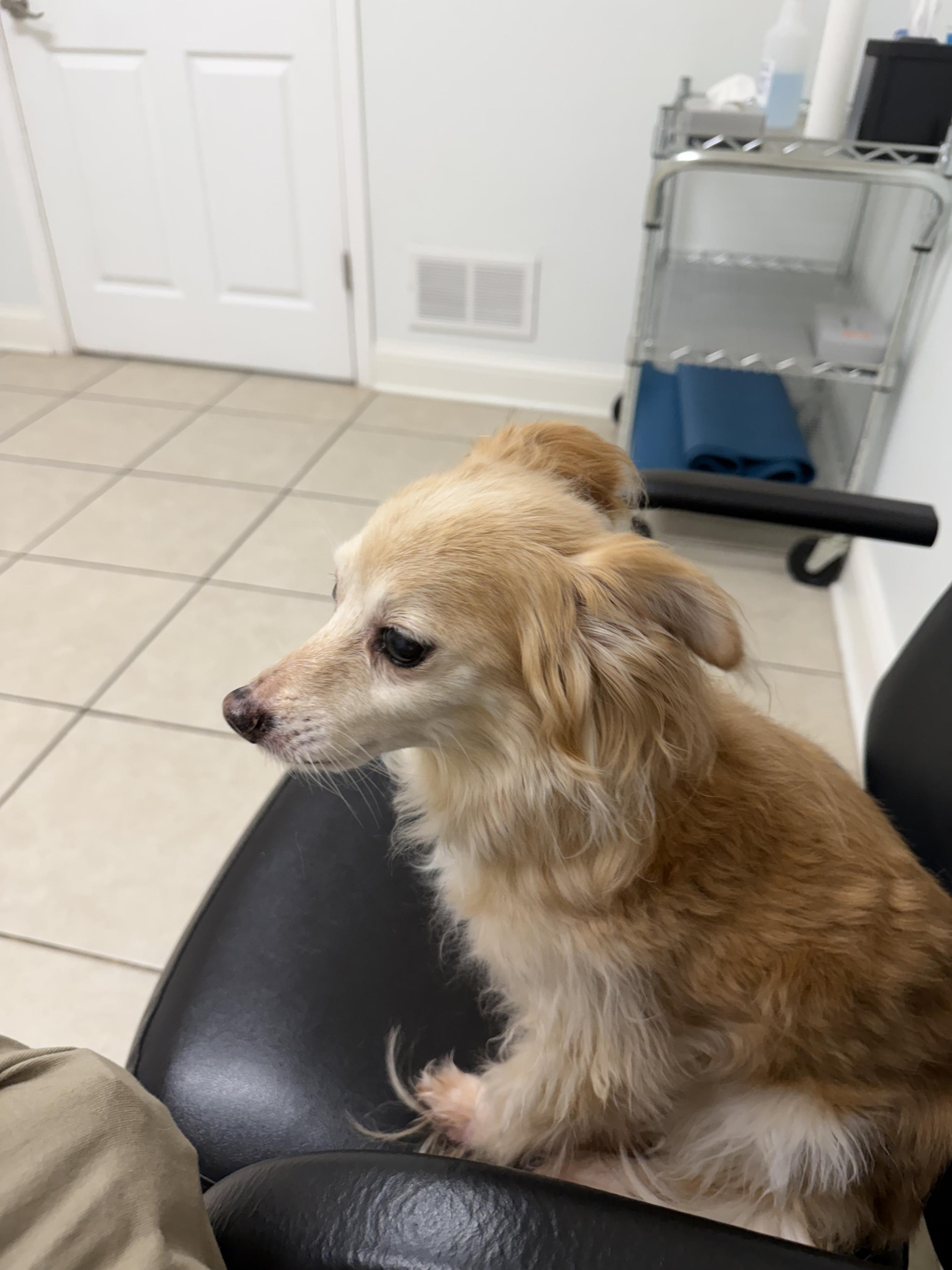This is my little friend Teddy. He had orthopedic surgery on his leg all the way back in February and today he’s back to get the last retaining pin taken out!