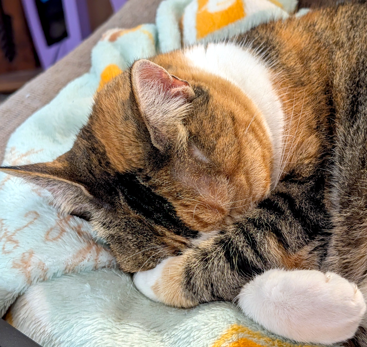 Camera shy Gumball sleeping whiskers... 😽 📸