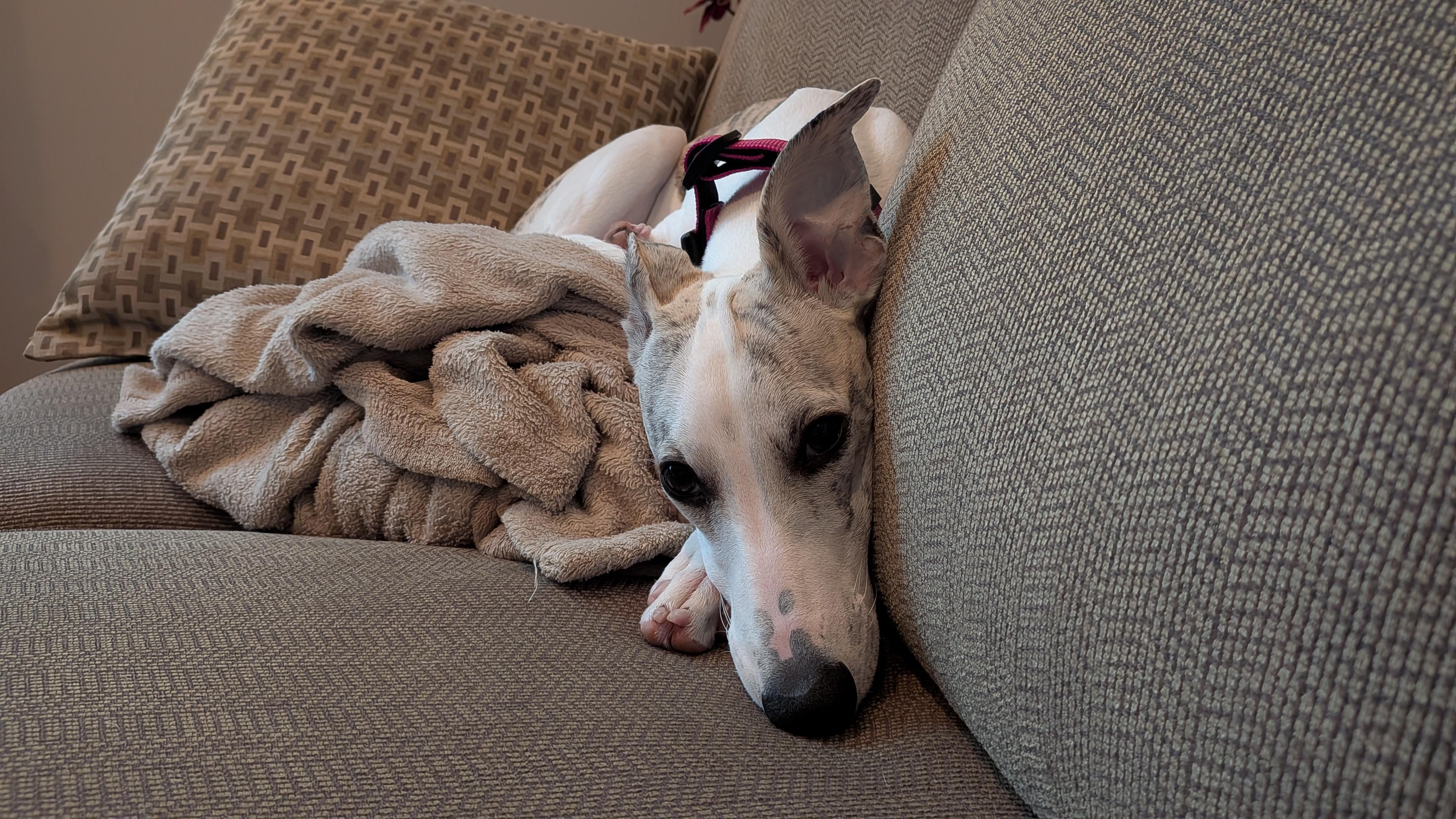 Someone has decided that she doesn't sleep in a crate at night anymore. She sleeps in bed with her poop-retriever people. And if her people try to make her sle…