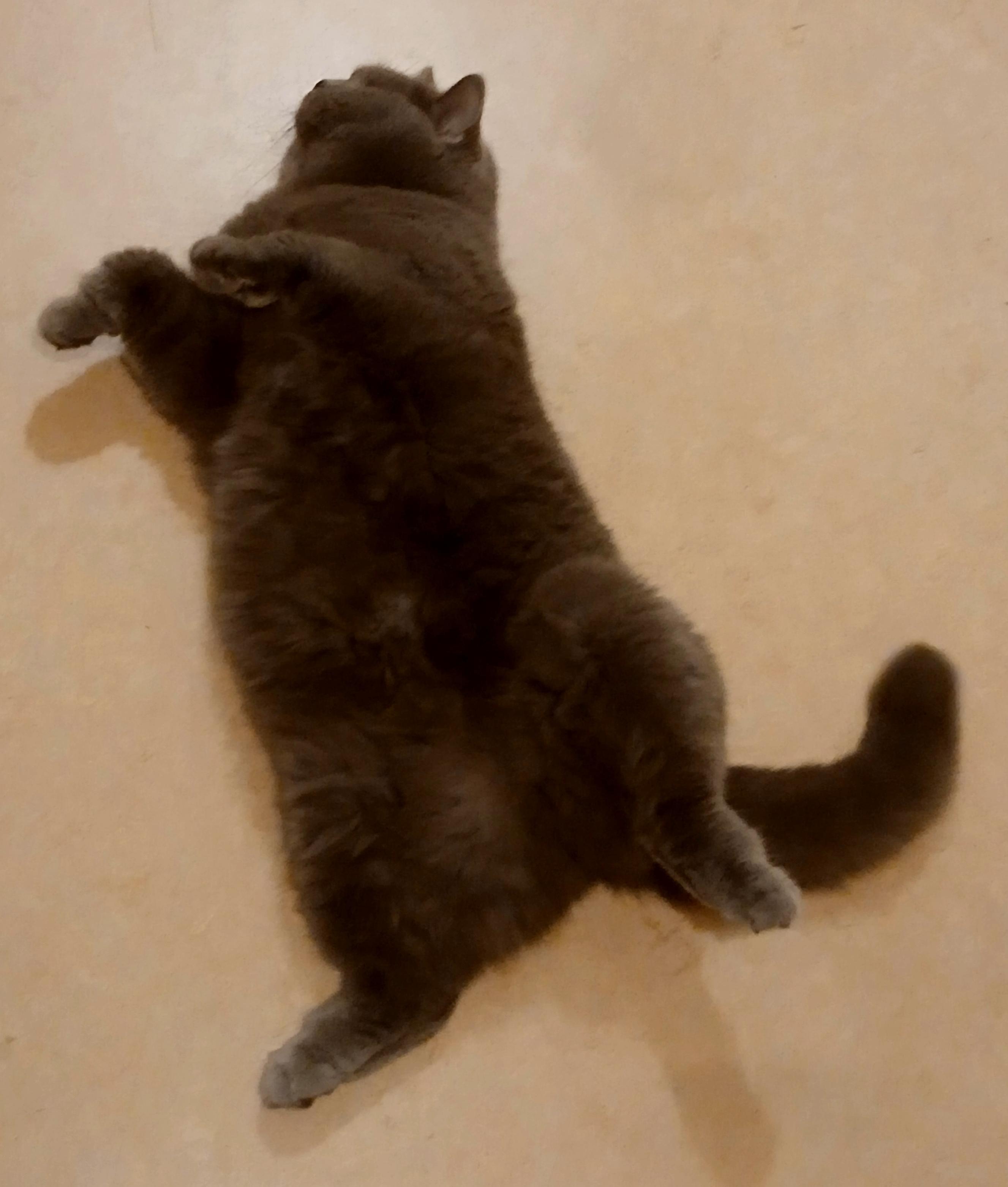 Not a dead cat!