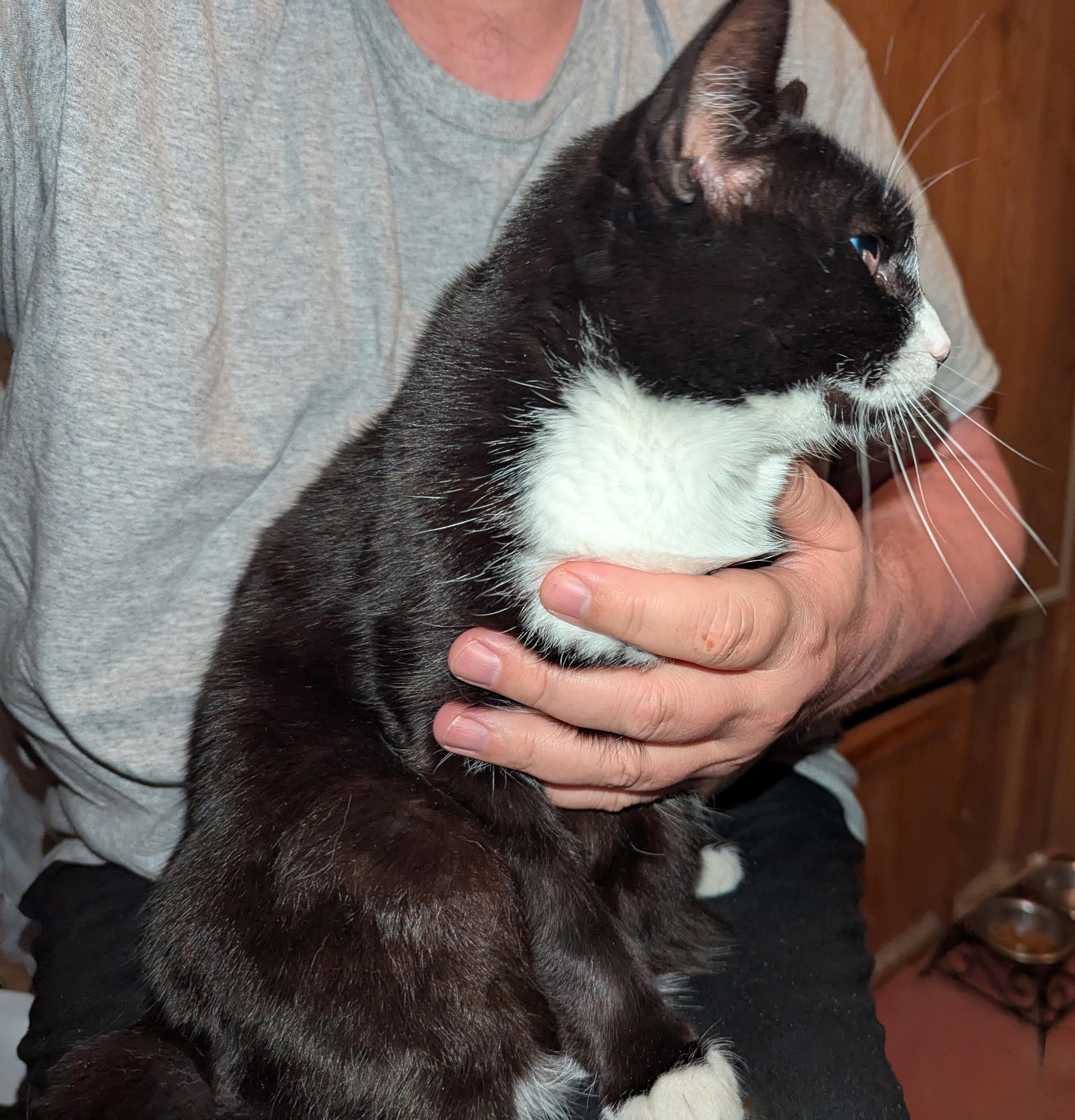 Chex, stopping by for a Whiskers Wednesday visit with the old man.