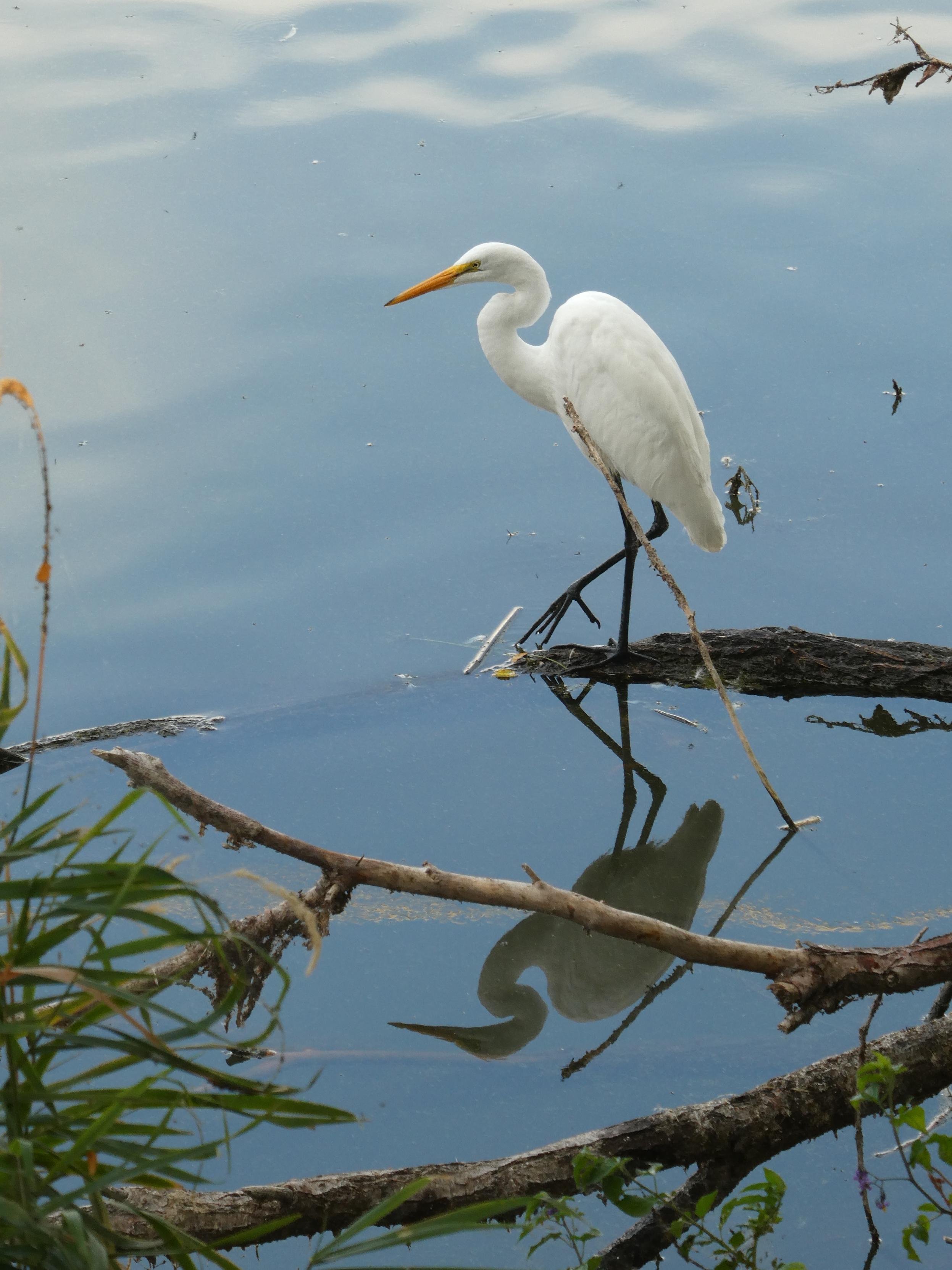 Vertical photo of a tall, slender, simultaneously odd and elegant white heron with a long, pointed yellow-gold bill and long, kinked black legs. The bird, a great egret, eir long neck curved like a backwards ess, is standing in left-facing profile on a fallen branch on the stunningly smooth, clear, blue, and willow-shaded surface of the shallows of a river's mouth, one quietly eldritch leg raised and displaying eir toes like the dark, damp roots of an unpotted plant. In the water, the egret's reflection gazes steadily ahead amidst the branches and reflections of willow leaves and banked grasses, the pale white reflection of the morning sun moving slowly towards em, carried by the broad, soft bolt of ripples upriver.