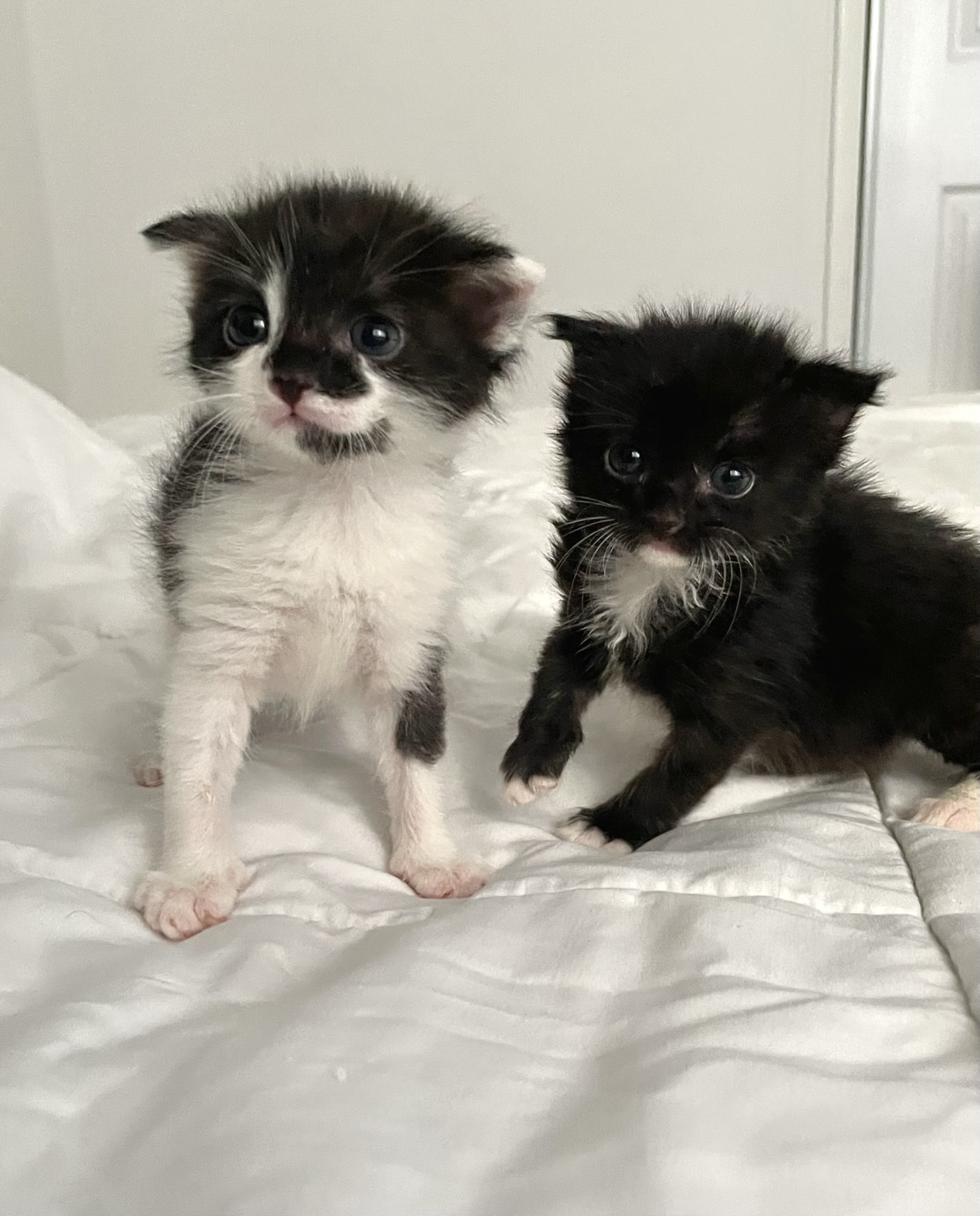 Snoopy and Lucy 🐱🖤🤍