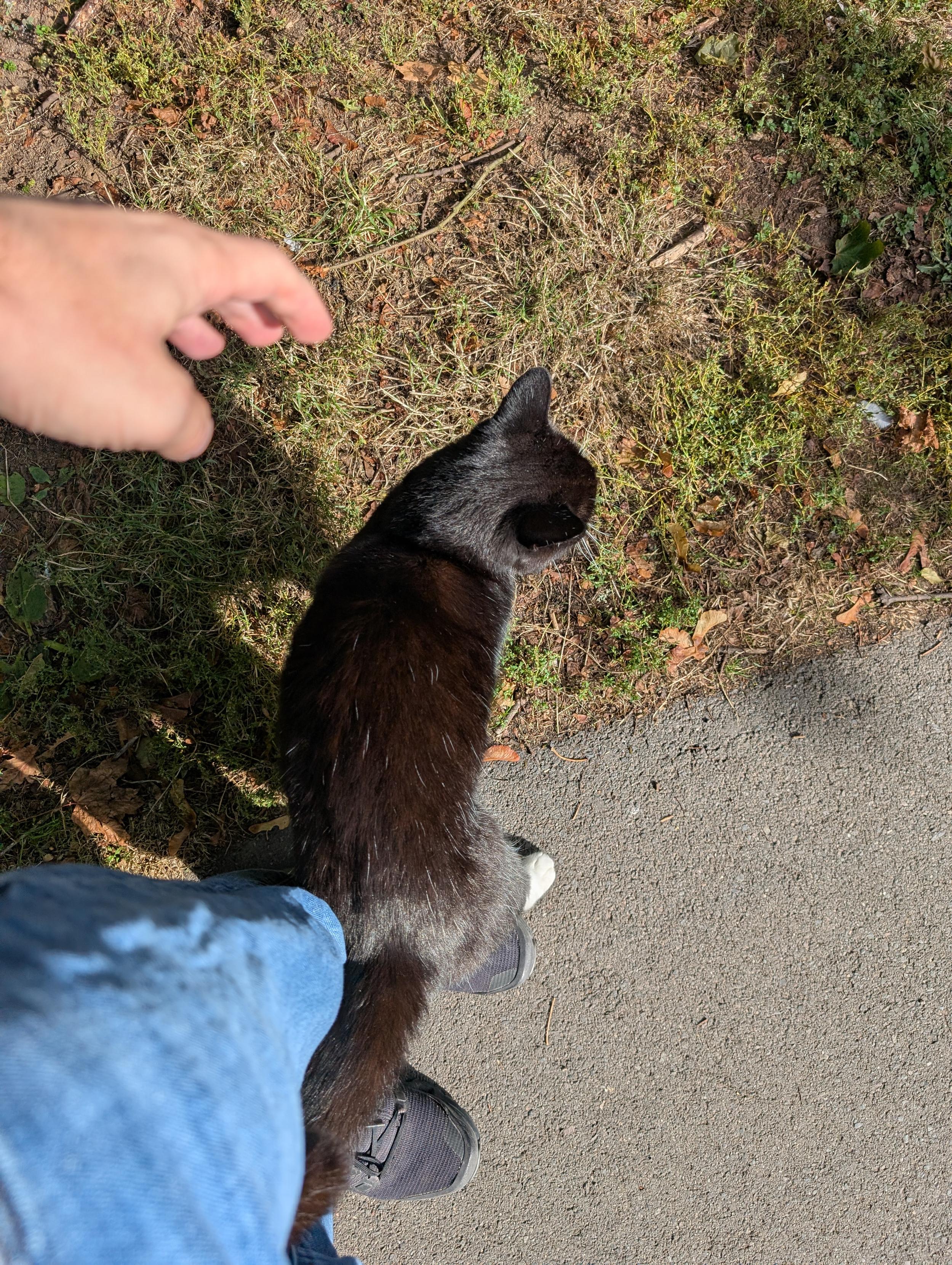 Brief cat friend