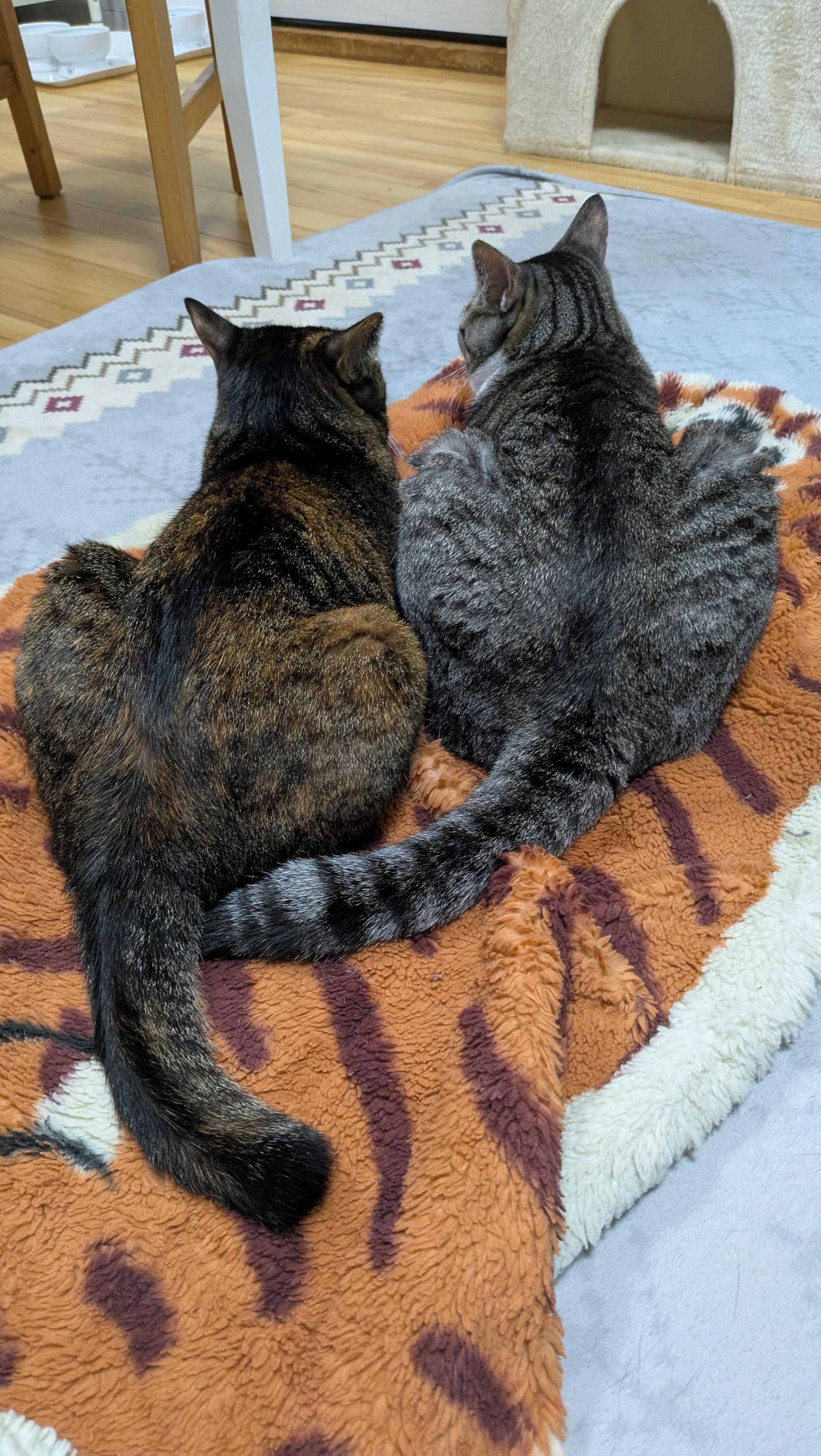 Tabby friends