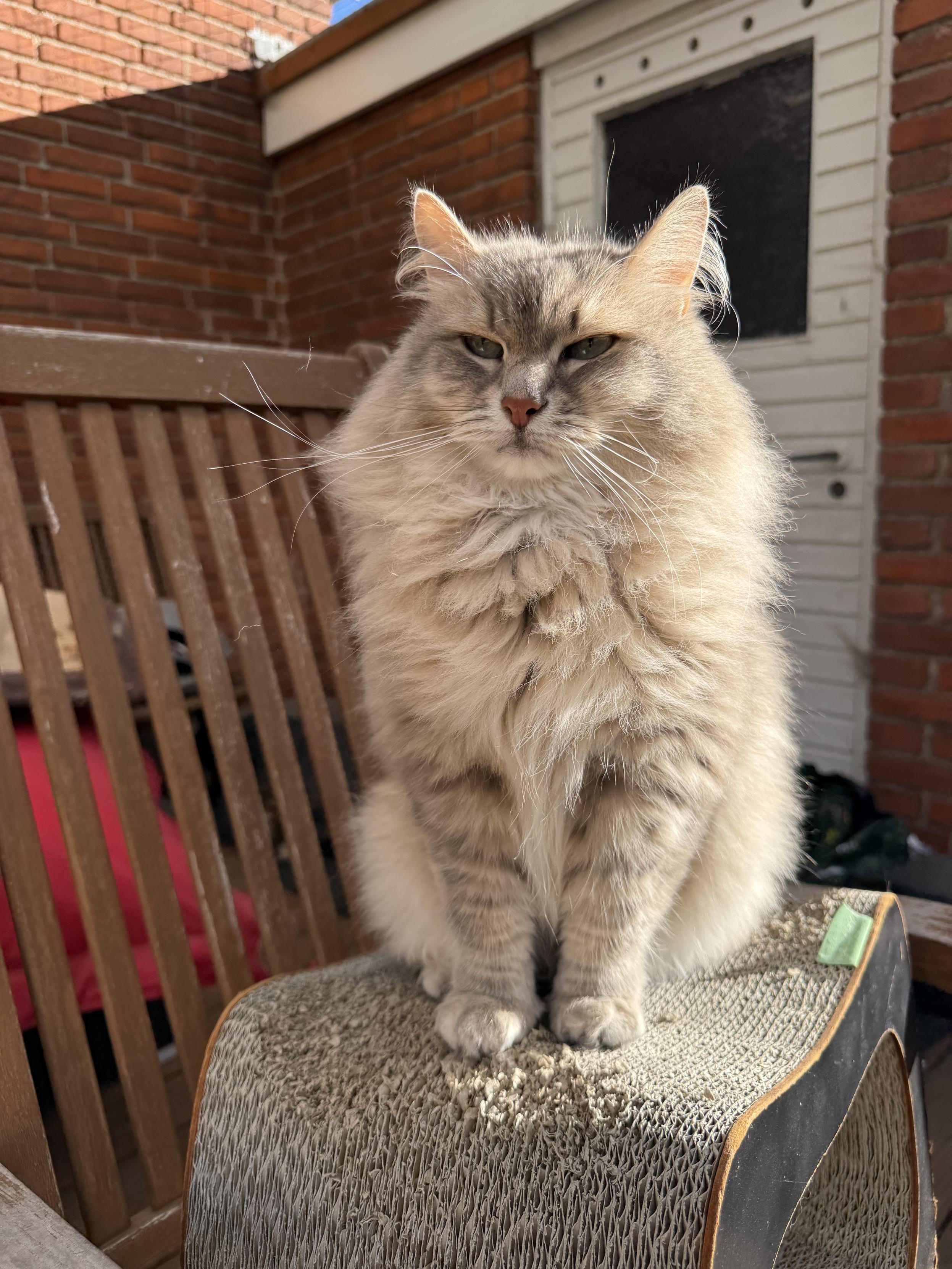 As the saying goes*: The sun makes the whiskers shine * I may just have made it up