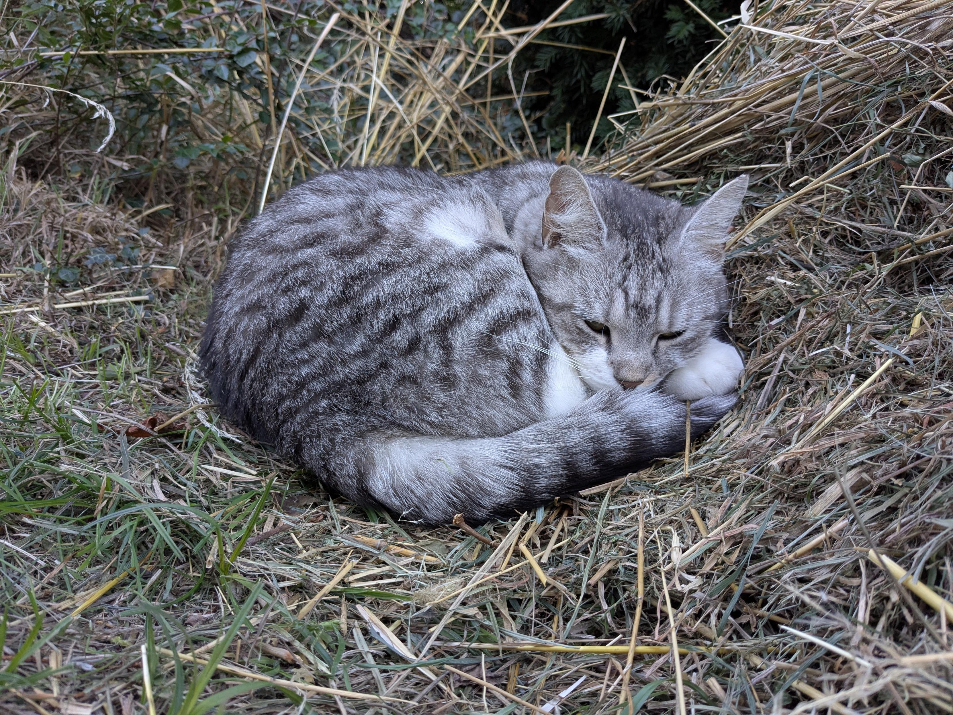 My cat sleeping rolled up on some hay in the garden