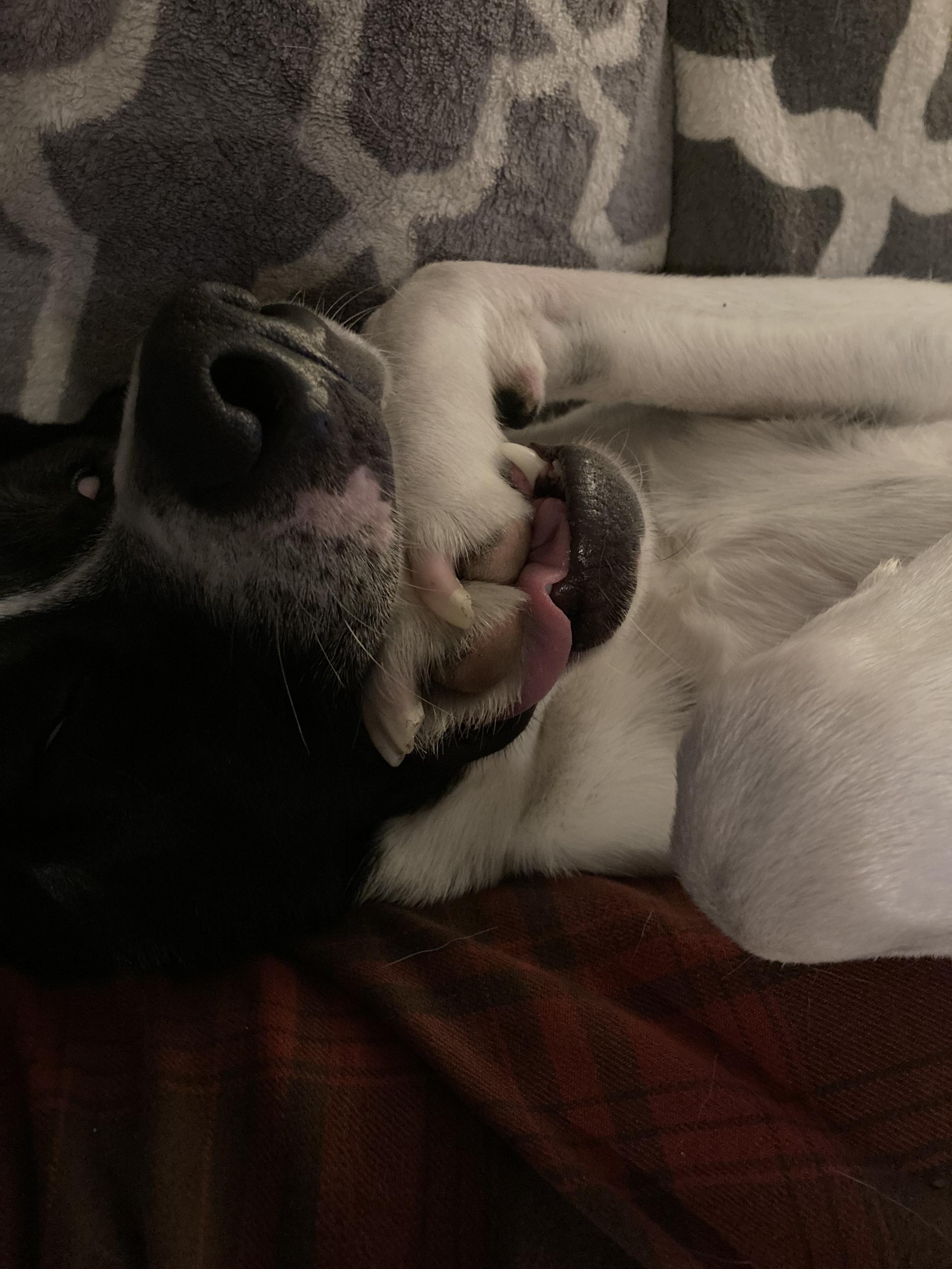Who was still wondering why I call him Dingus? (for the record, he's out cold)