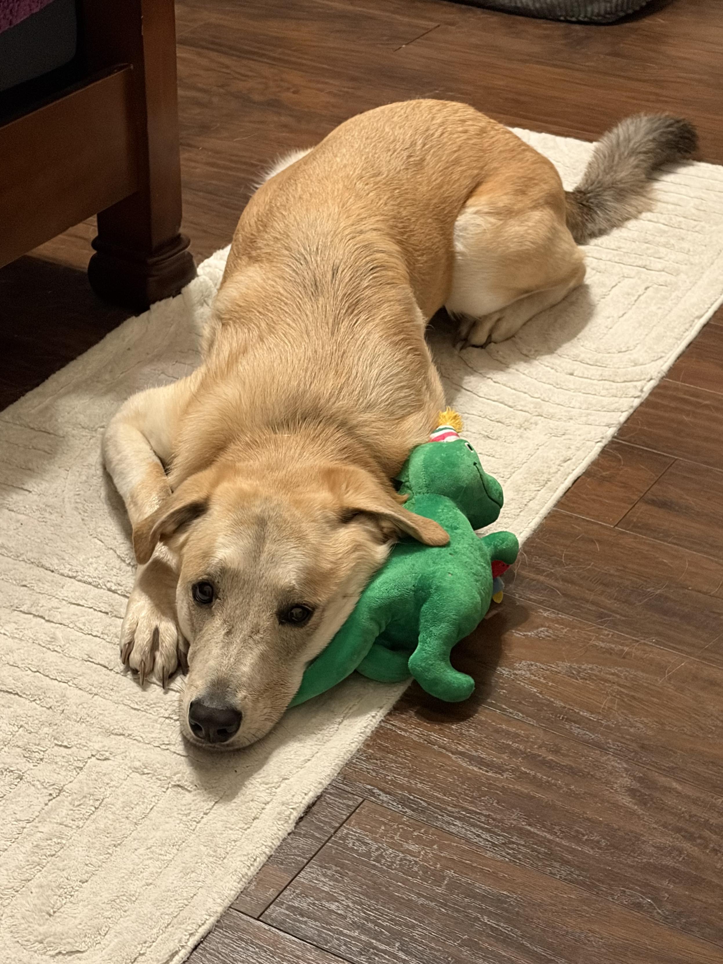 Our Luca boy turned 2yo yesterday. His new Dino toy has not left his sight!