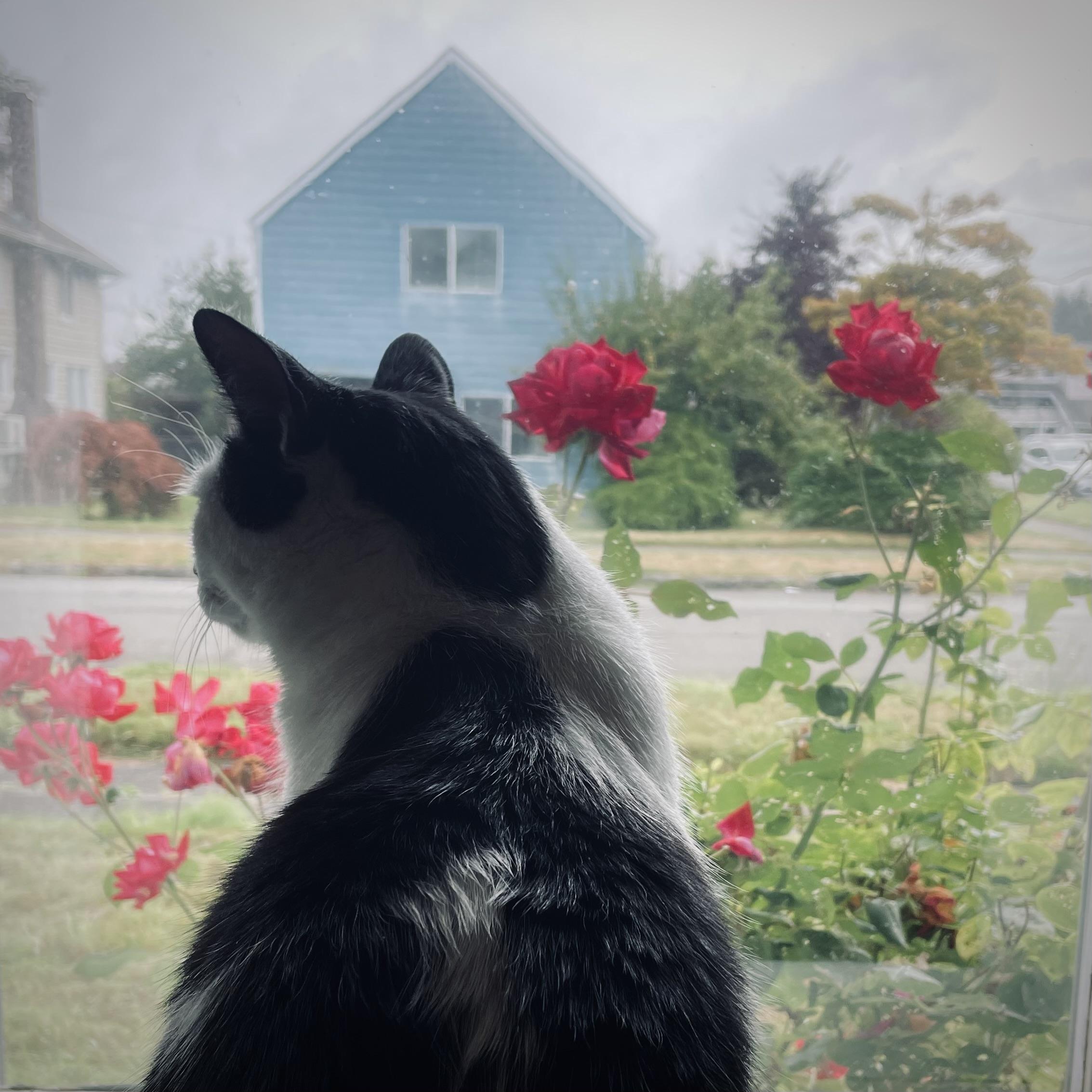 The cat and the dream of the roses on