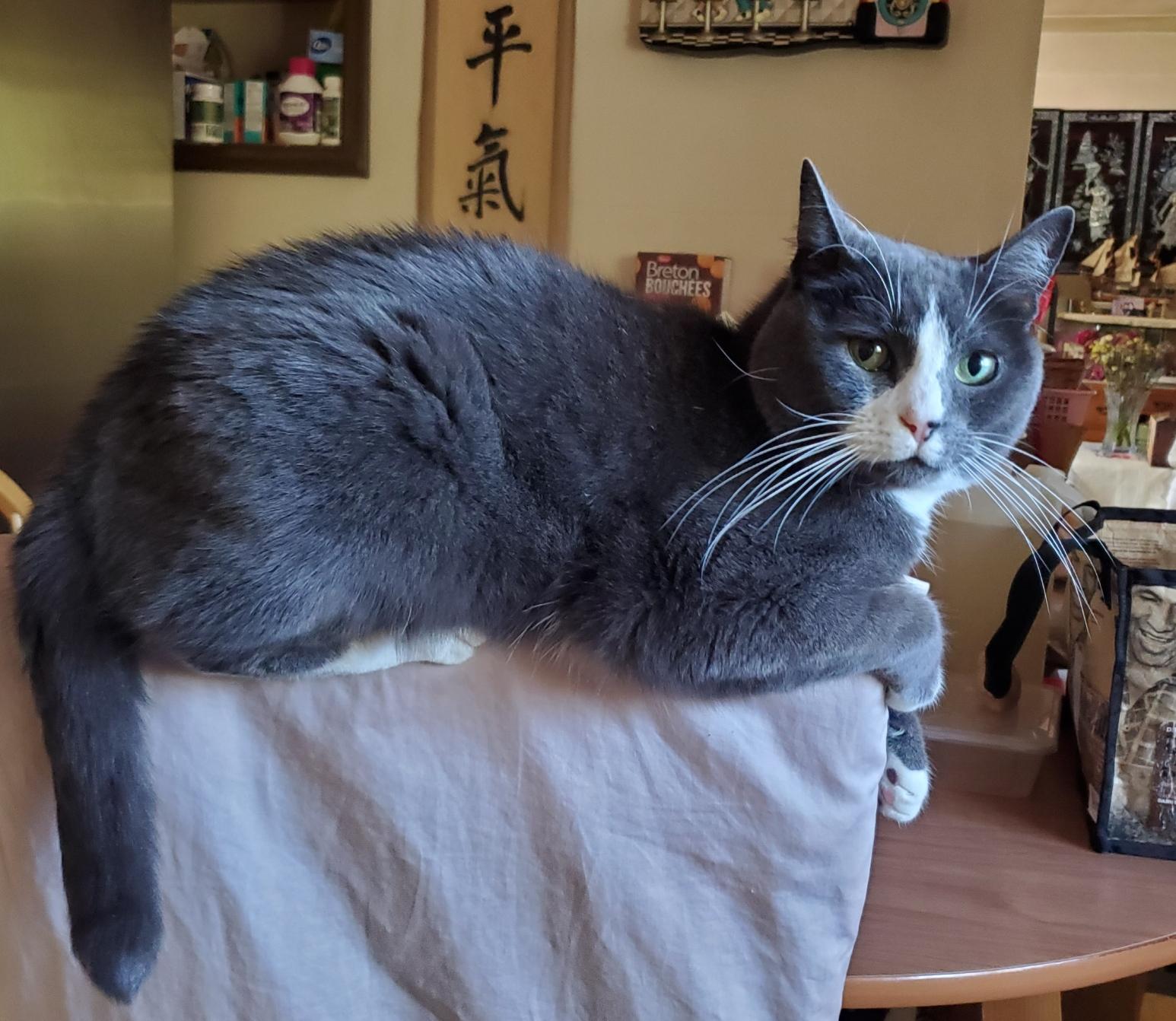 Back at topping, on his fave chairback.