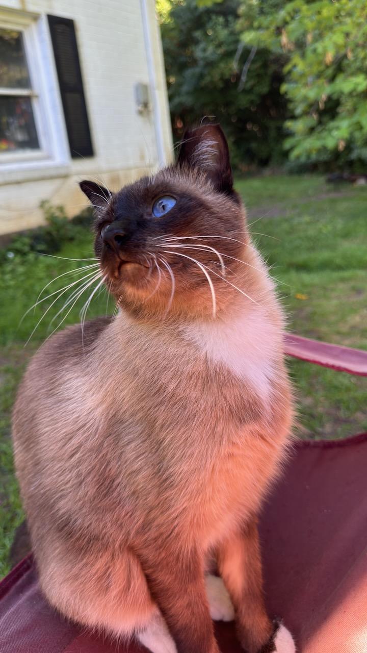 The look of a Jasper!