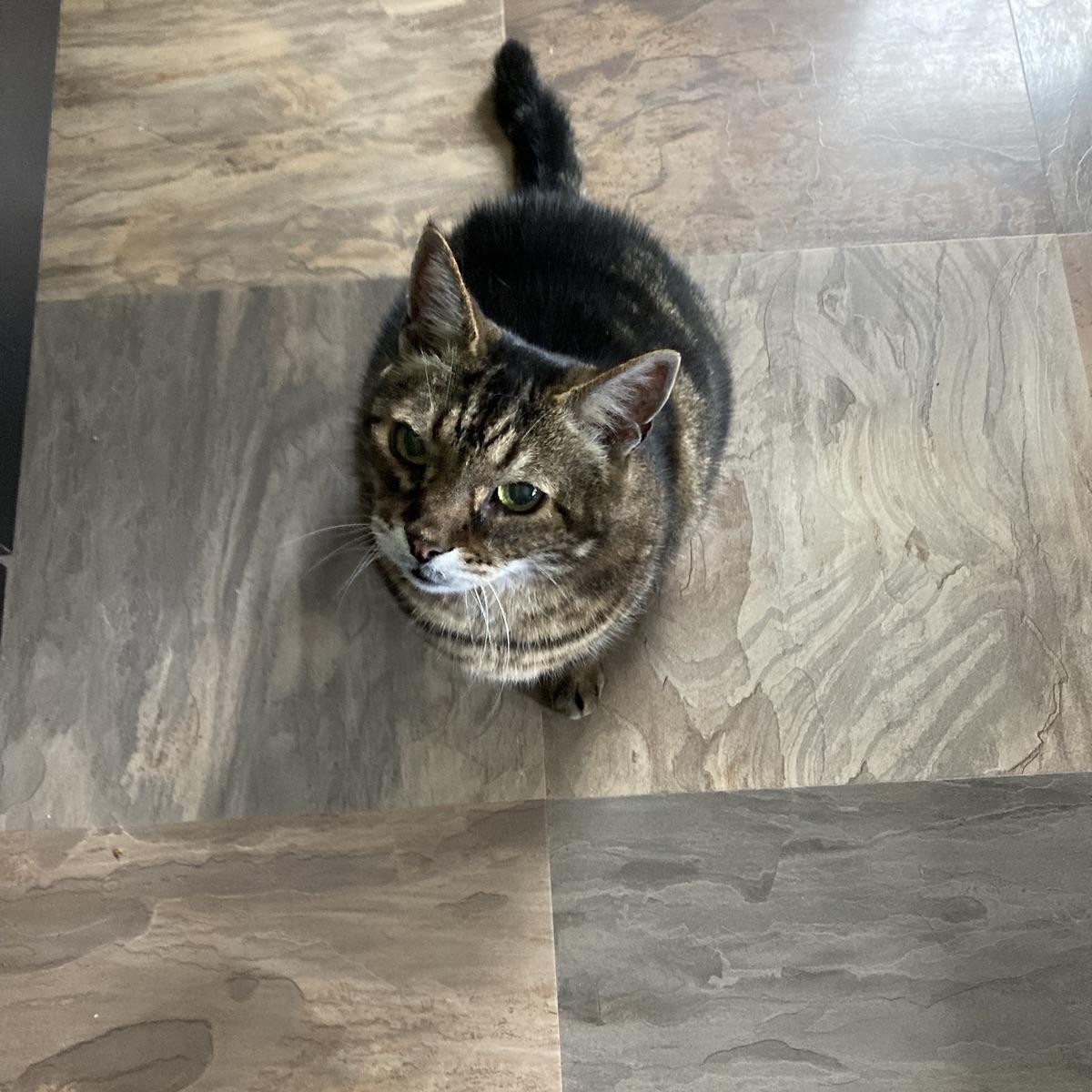 Somebody just got back from a vet checkup and has been loudly demanding food to compensate for his Very Extreme Stress: A story in three parts. He didn't get p…