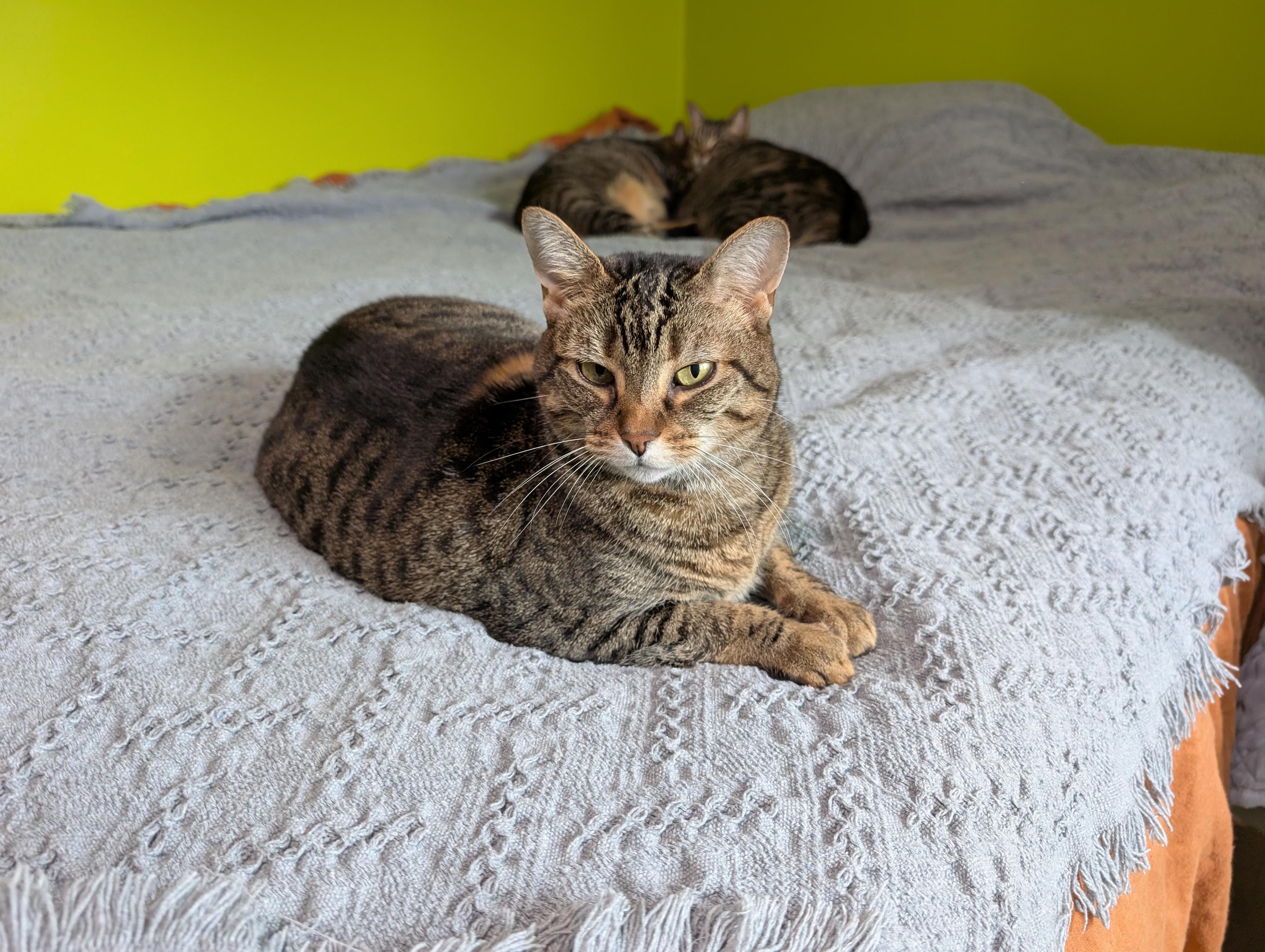 This poor girl is unhappy because she had to go to the vet today for some follow-up bloodwork.
