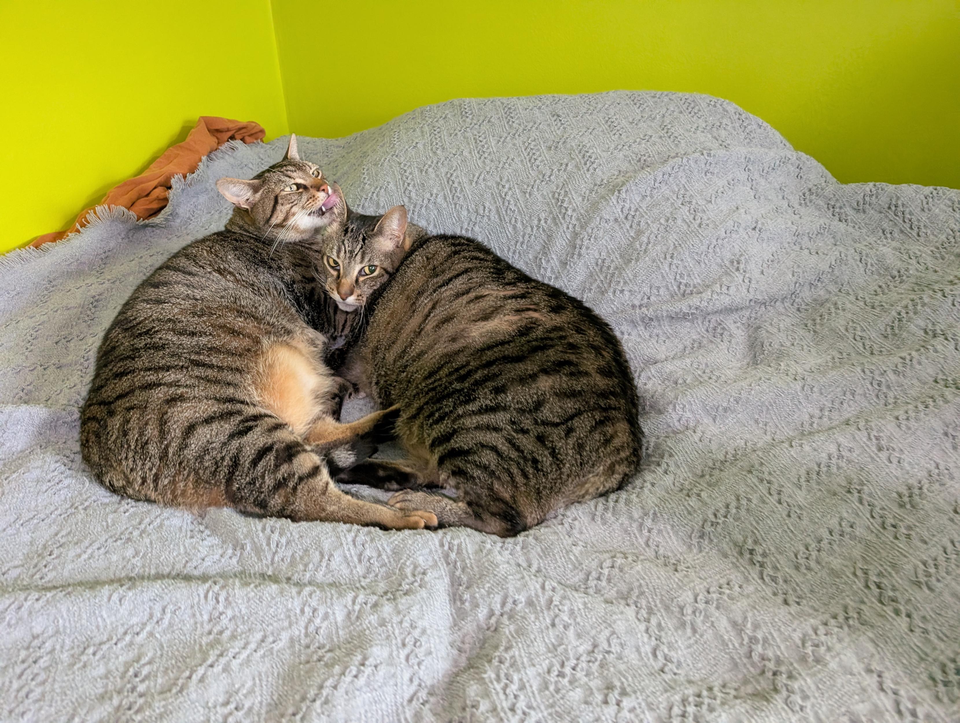 Bonus: The snuggle-brothers ignoring their mother's unhappiness from the background.
