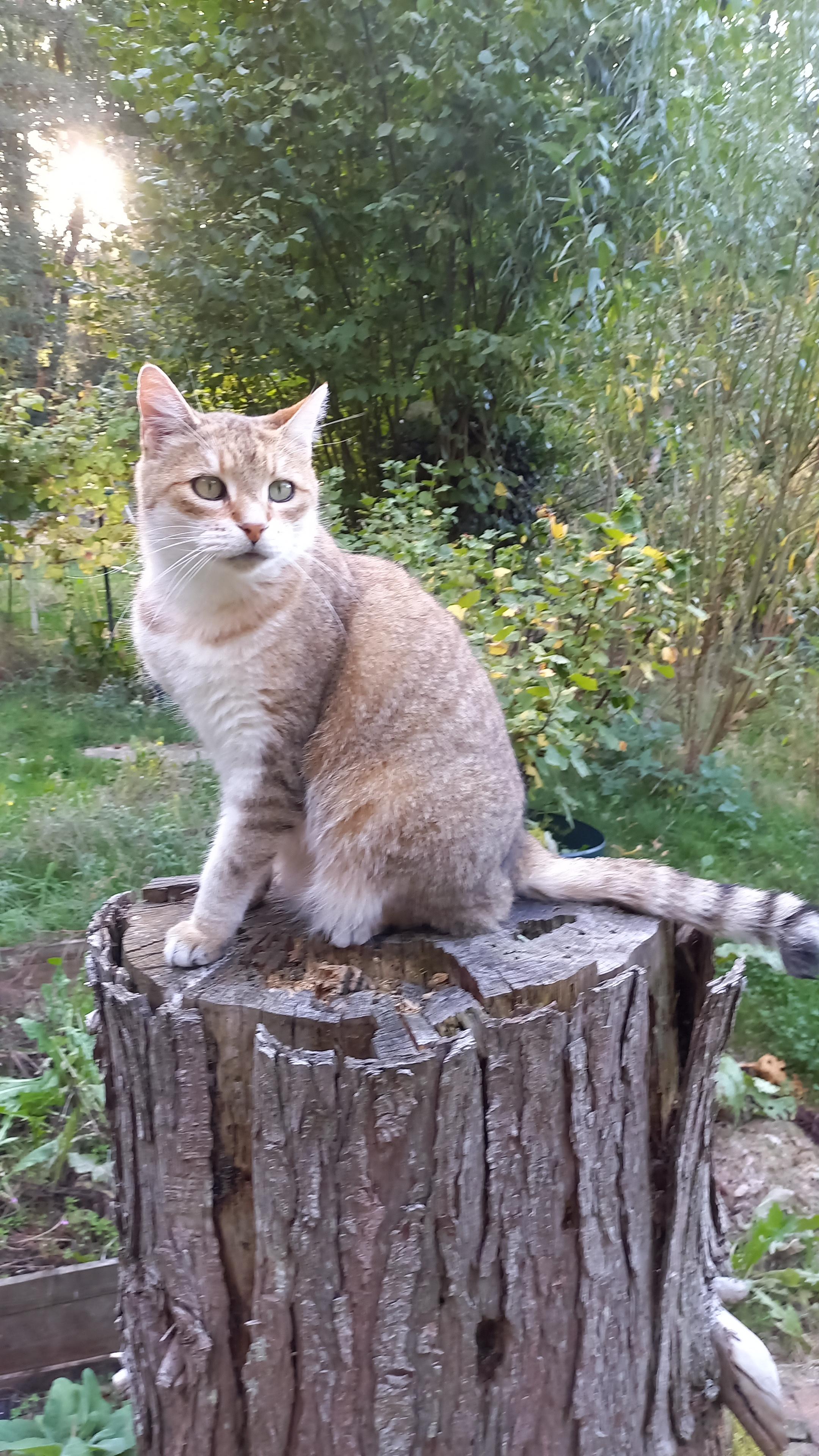 Mr Indiana doing Cool Cat in the garden!