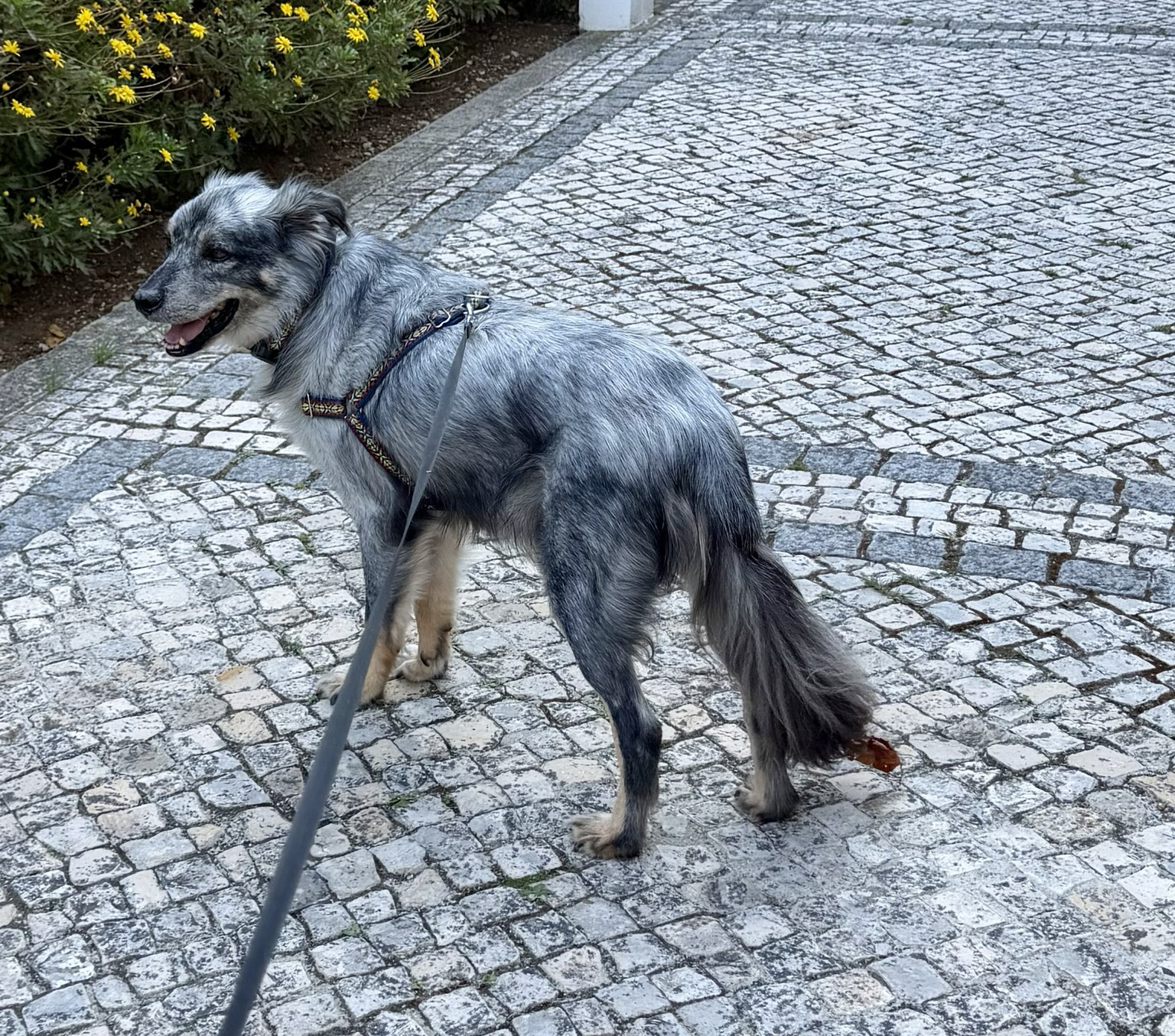 The leaves have started getting stuck in Sudo’s tail. It’s officially the greatest time of the year - 🍂 autism 🍂!