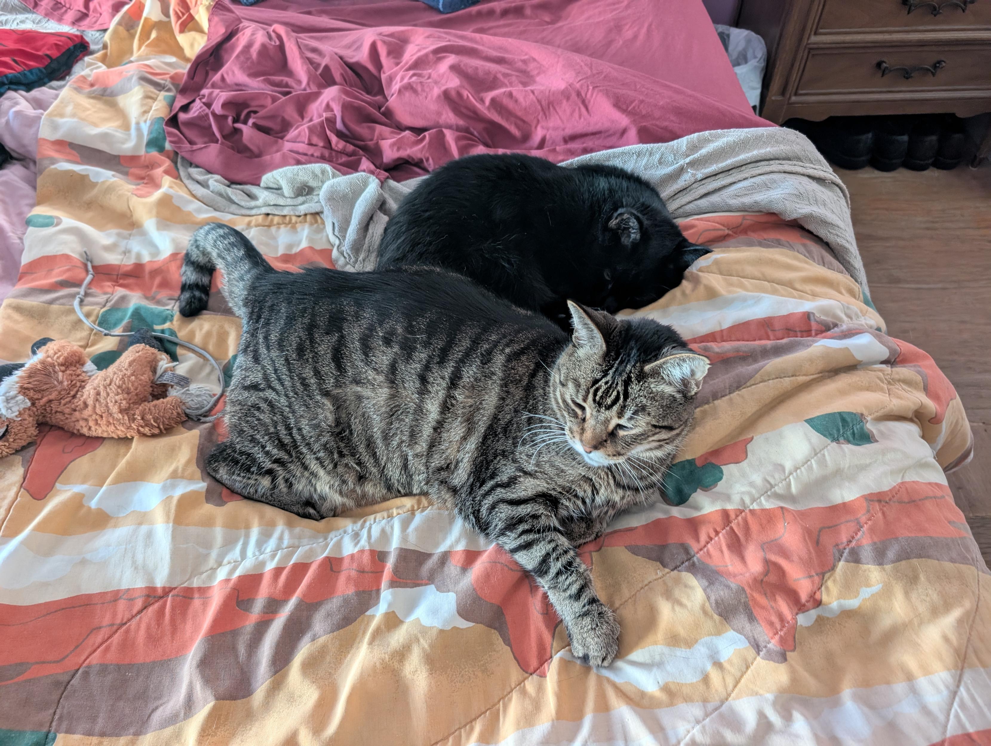 It is officially Fall in the Kamens household when and start hanging out together on the bed for warmth instead of fighting over it for dominance (i.e. who get…