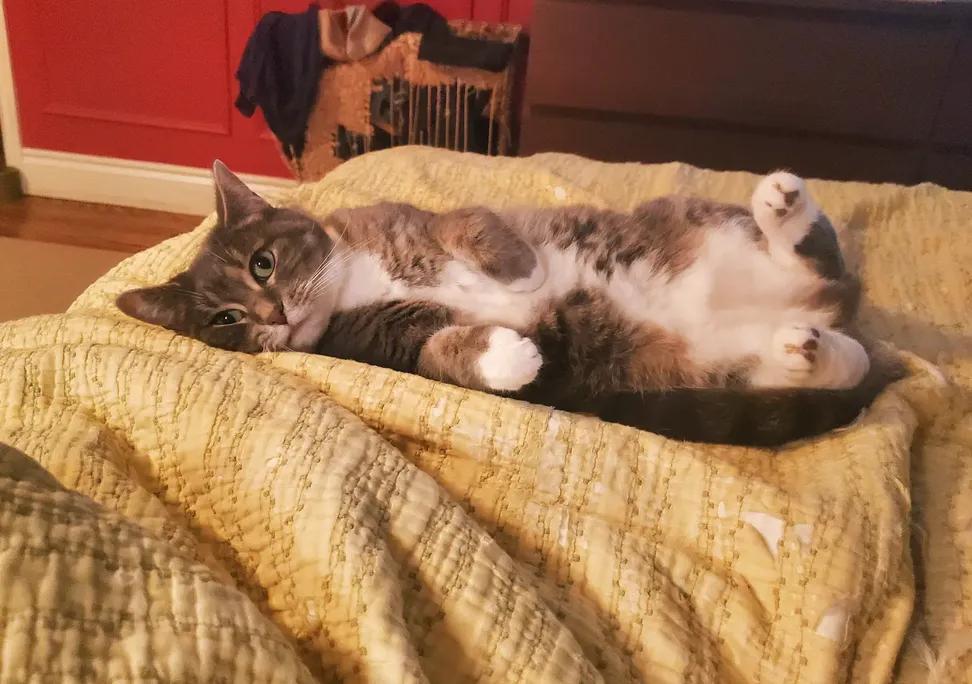 Sometimes Lucy lets her guard down...😺