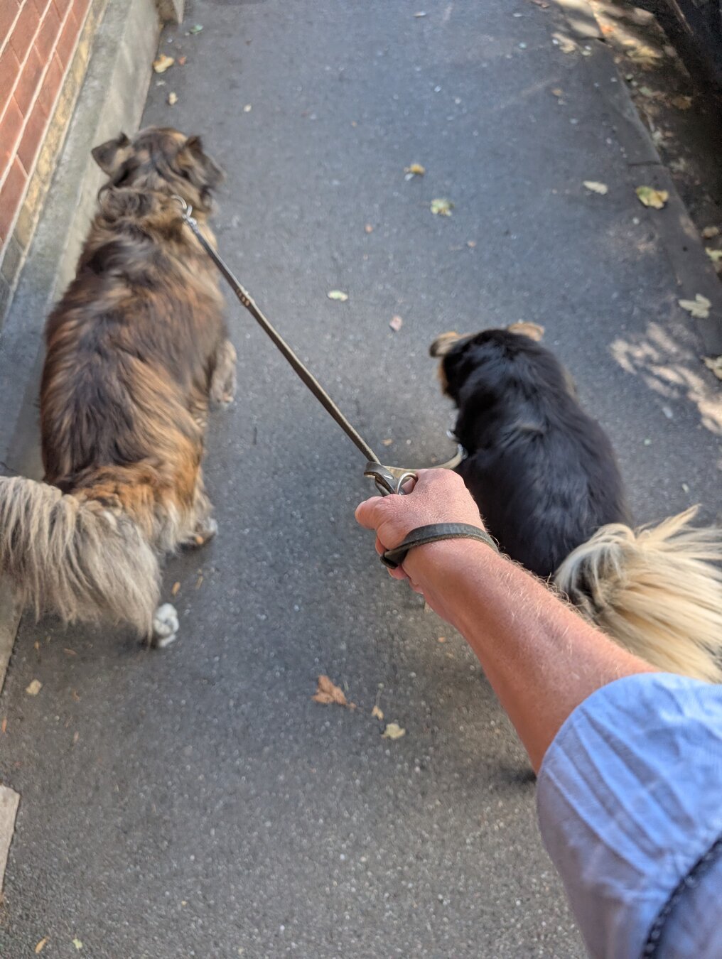 A working day for the Rudel. Well, you can always have a nap in the office. And the evening walk was lovely. Yes. It’s autumn now, but it’s practically no diff…