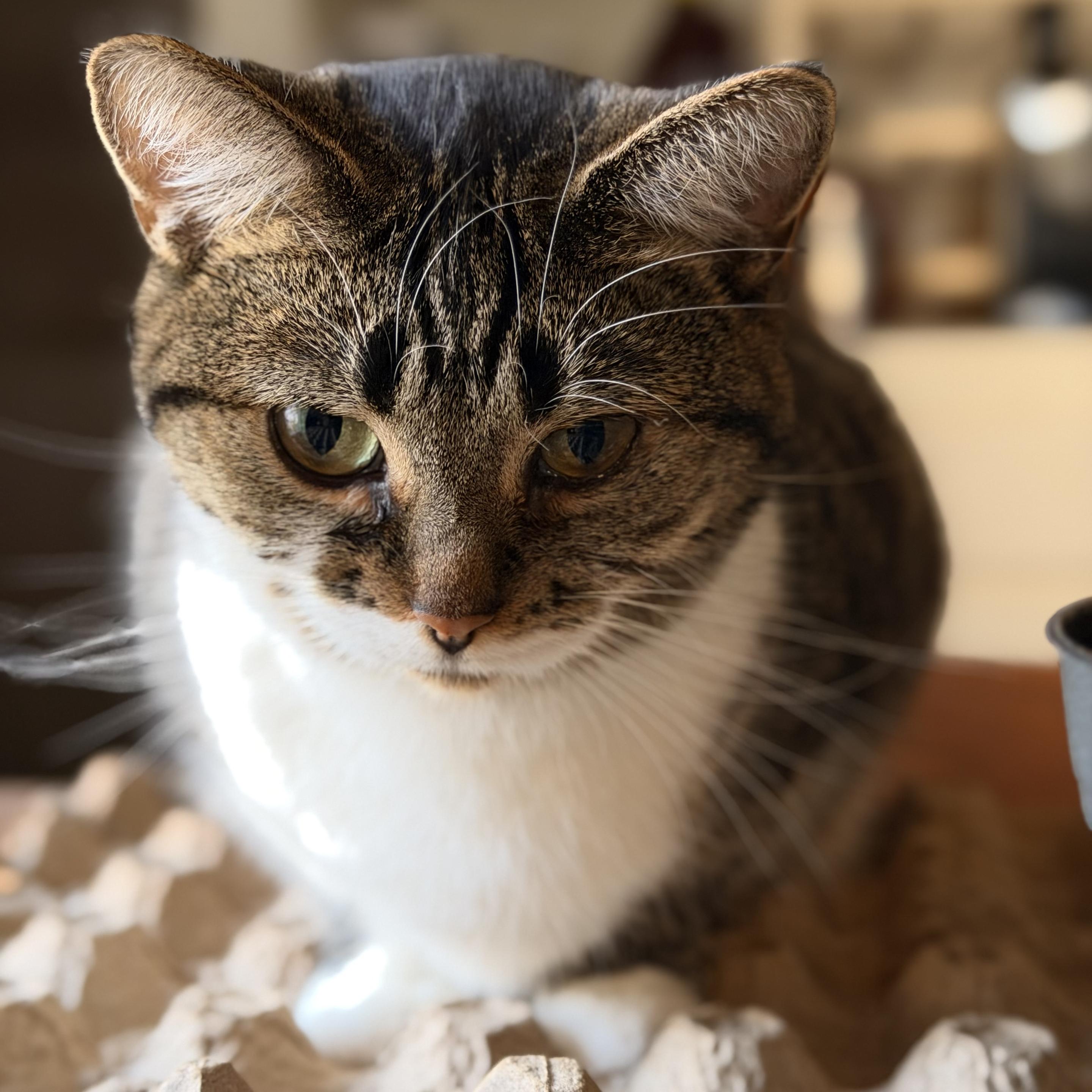 Ripley, queen of the egg cartons.