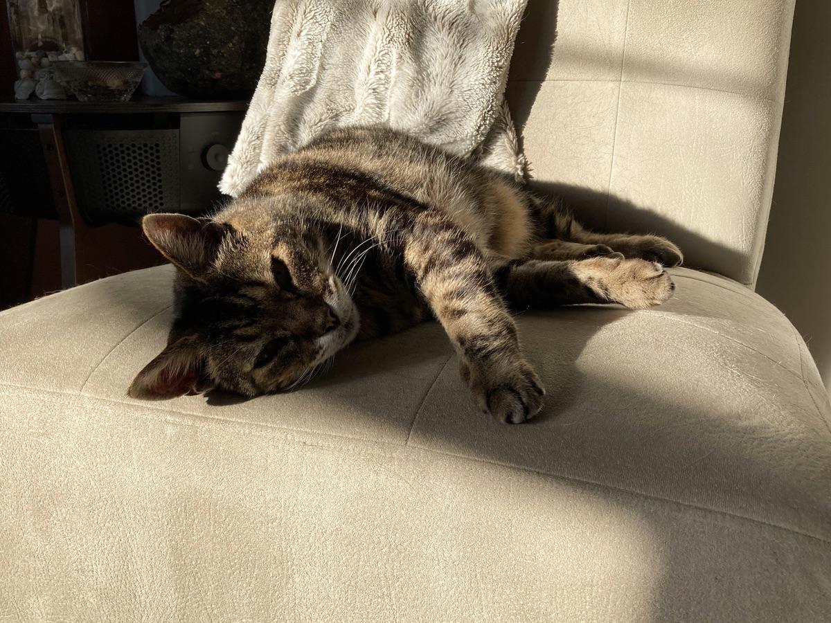Somebody's recovered from his terrible terrible trip to the vet for a checkup. (Narrator: It was 10 minutes in the car, total. No needles, no thermometer.)