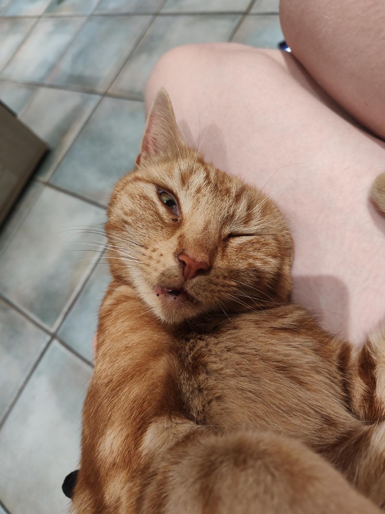 Bertie is competing in cat gurning