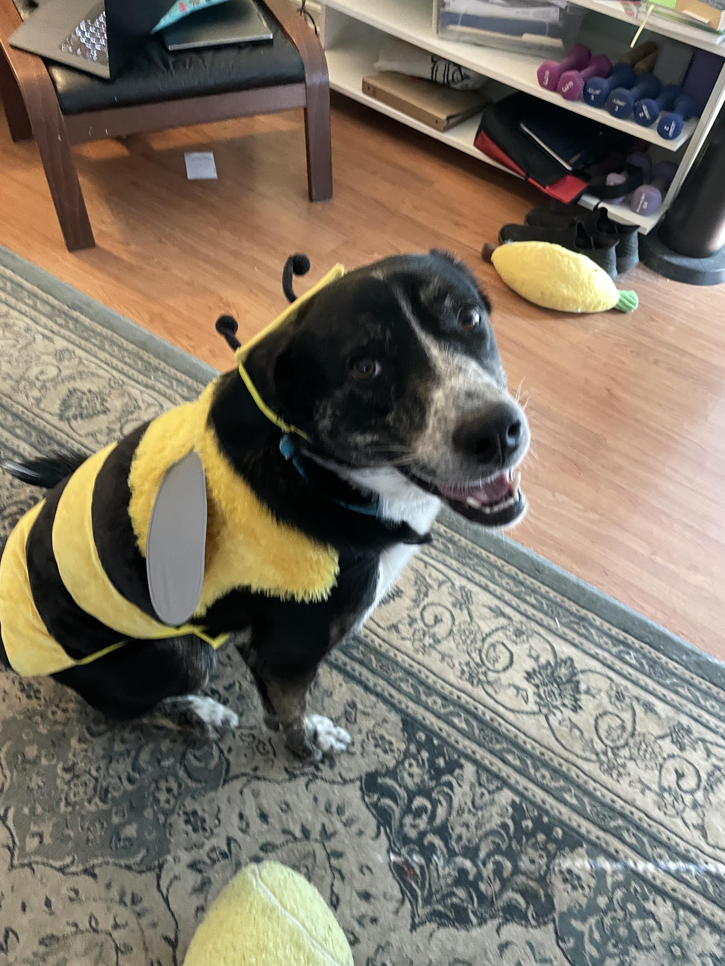 There was a giant bee in the house today, lol.