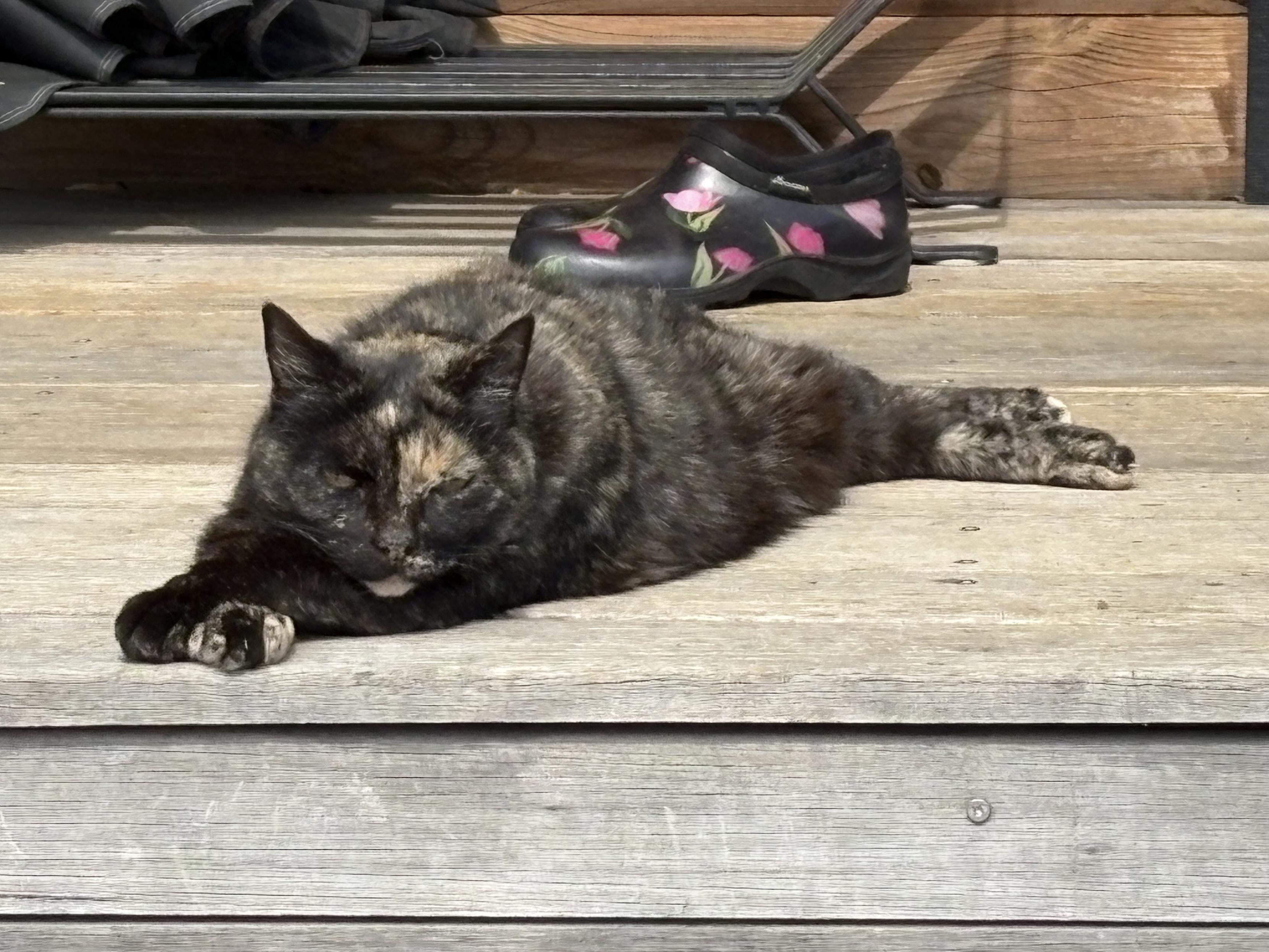 The old cat is relaxing in the sun this morning.
