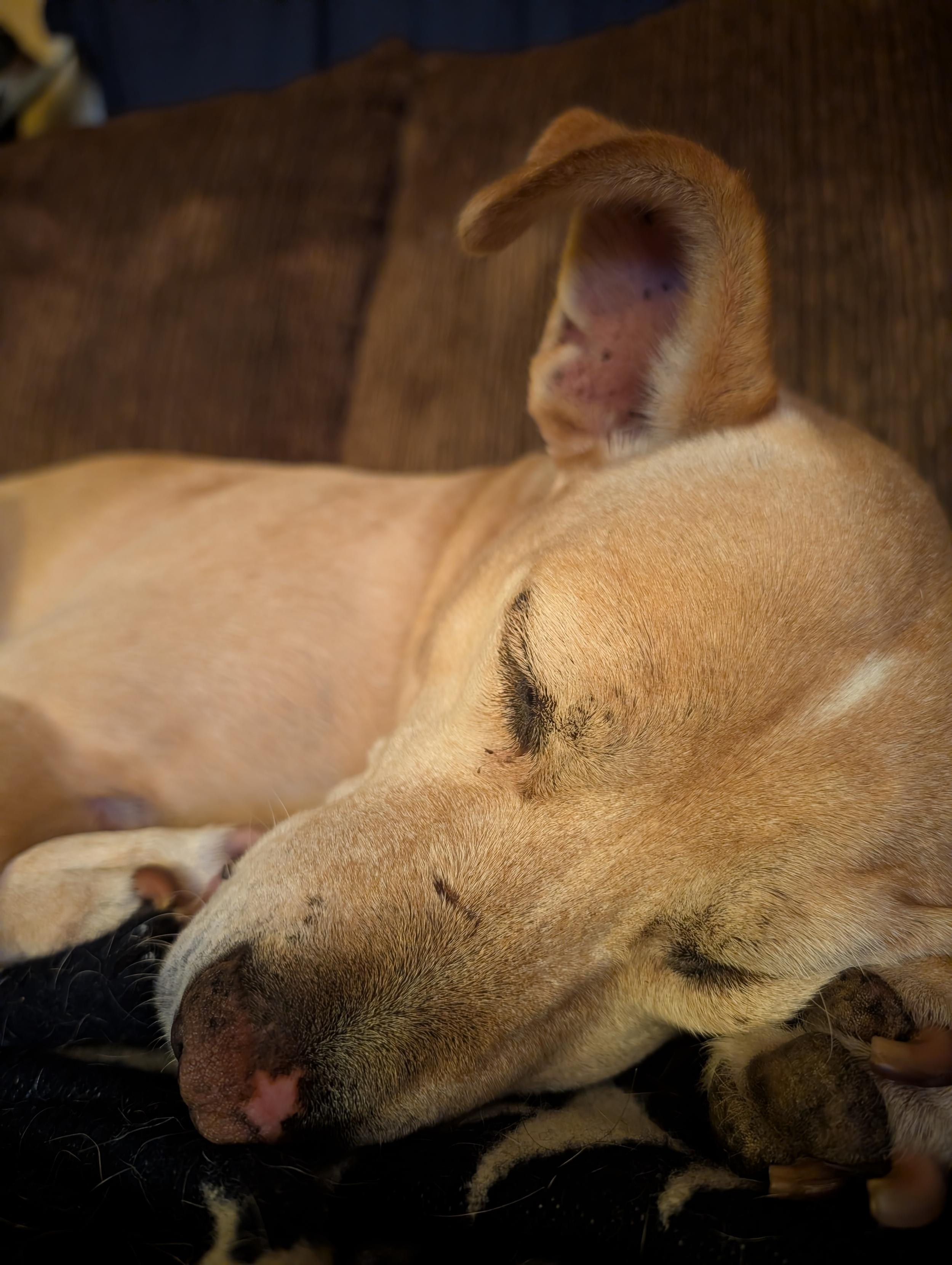 A little girl pointed out to us that "Millie has A STAR ON HER NOSE!" in an awed voice and, yep.