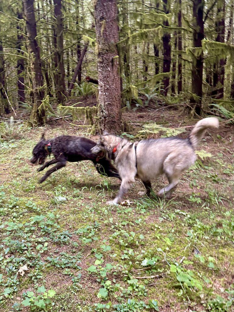 The weather is still warm up in the hills and the crew had to cool off after racing around, whether in the fresh creek or in a mud puddle! .