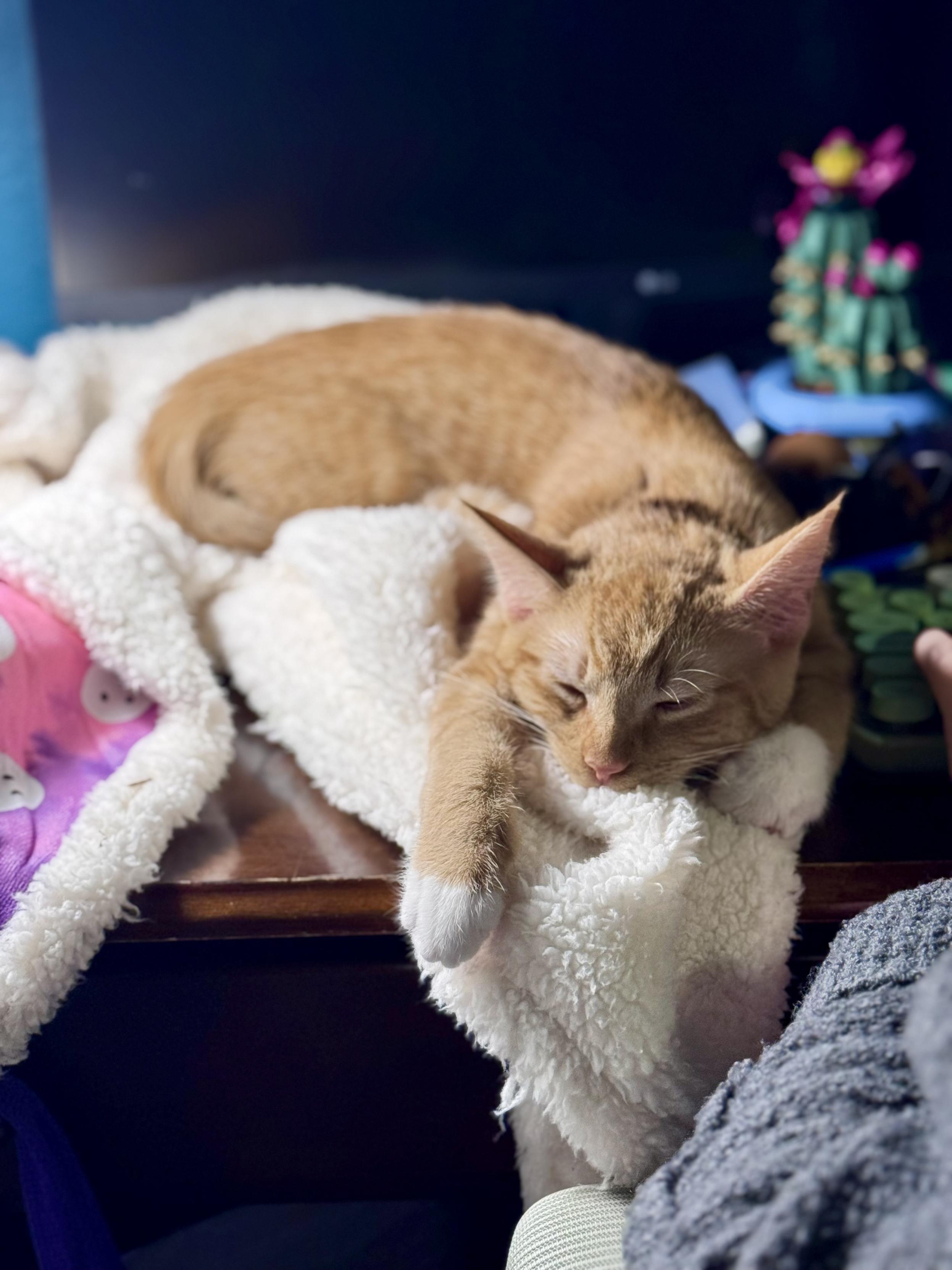 An orange tabby cat sleeping on a blanket