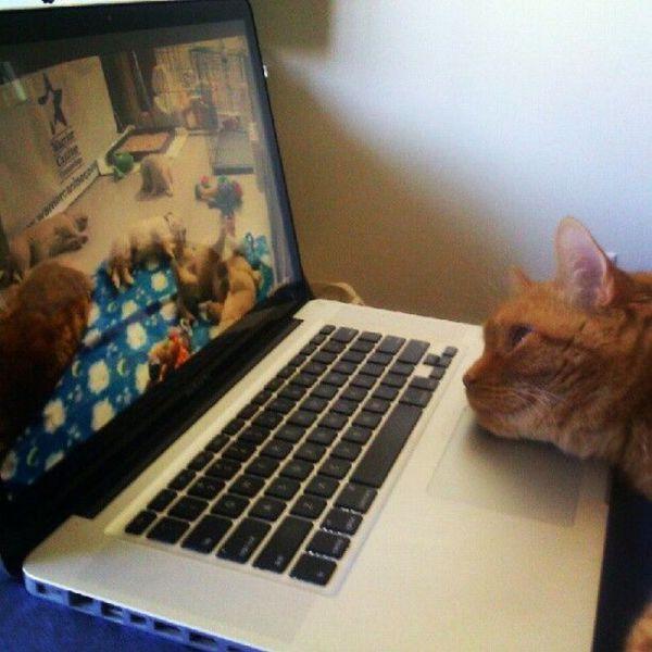 Orange kitty resting on laptop watching a webcam of many cats playing and sleeping in a room