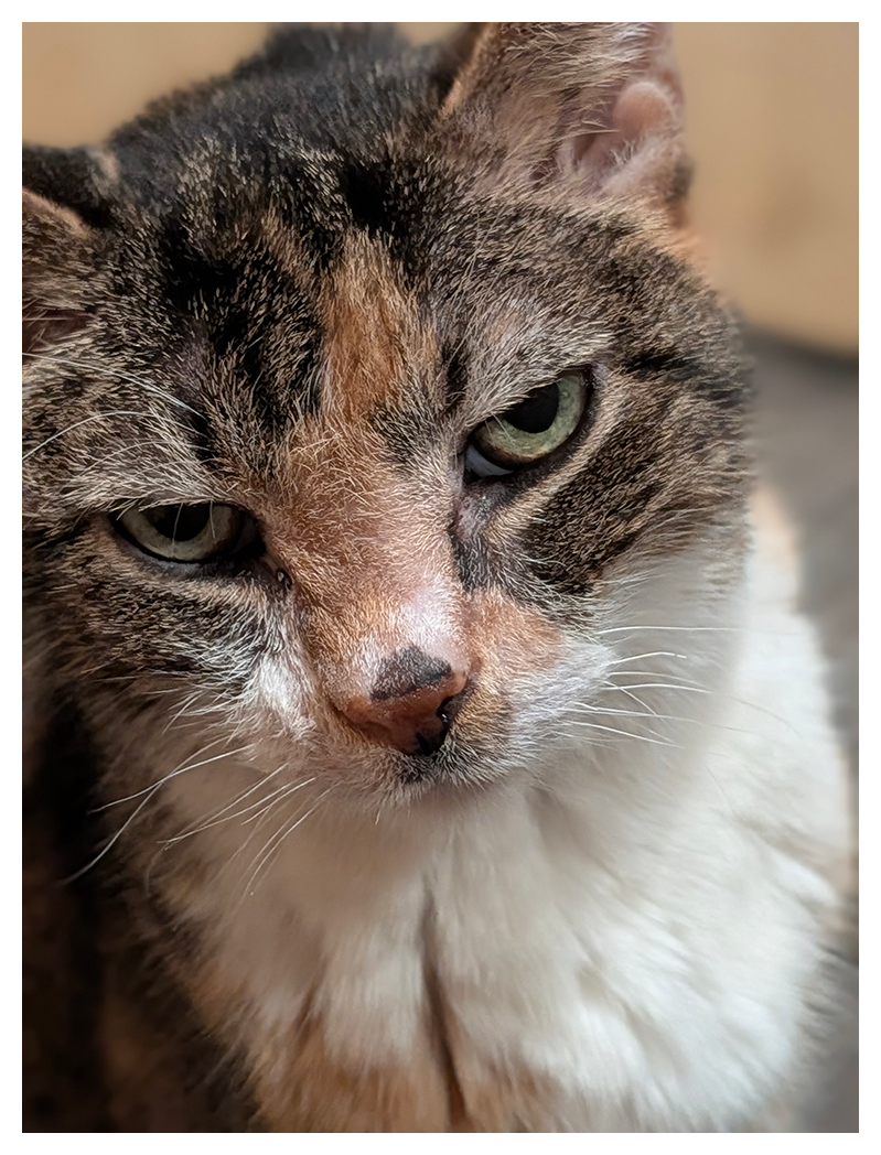 :charlene_cat_head: at the bedroom door, watching me dress this afternoon so I could feed her. ❤️