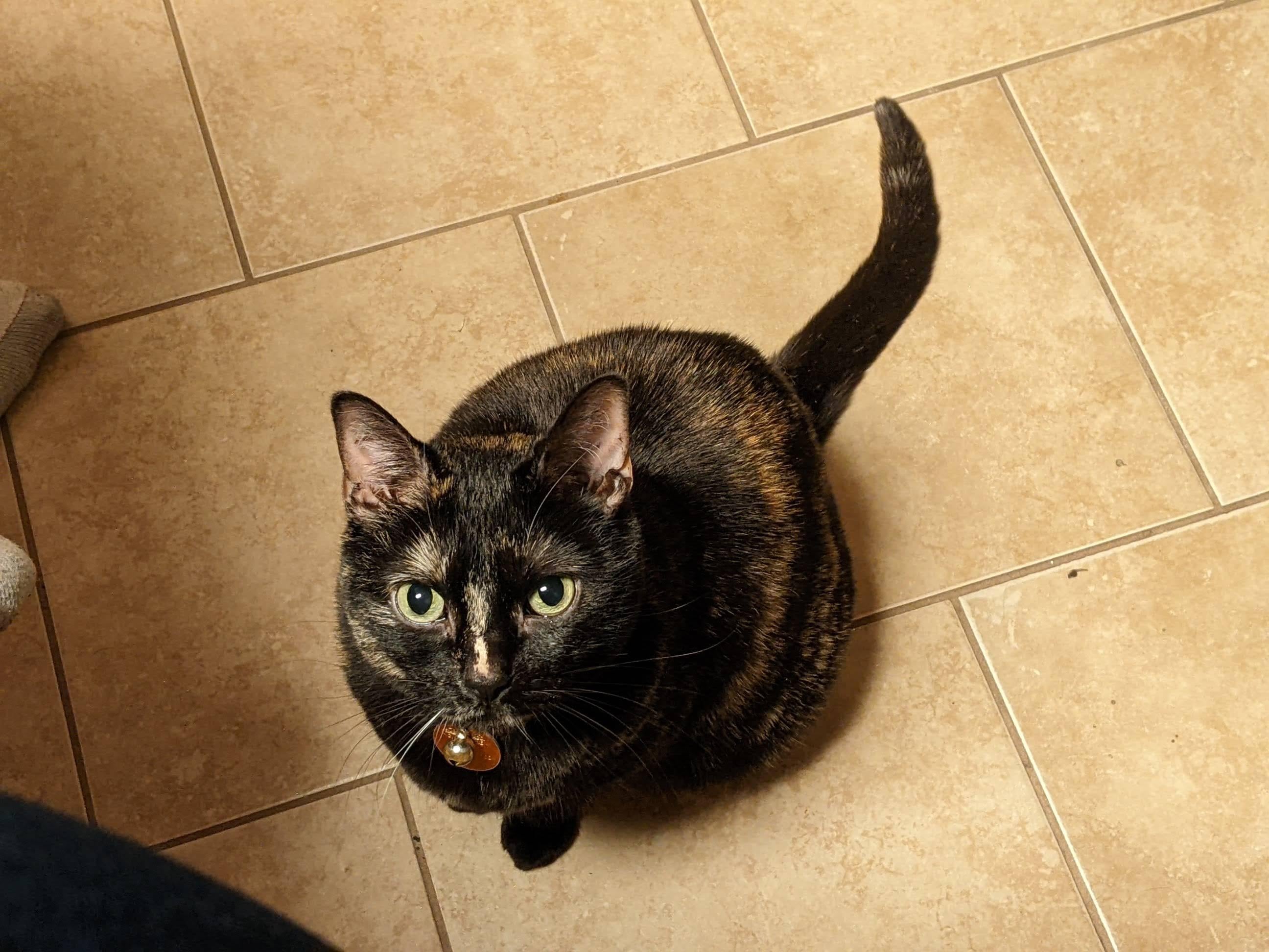 Almost forgot to pay my cat tax