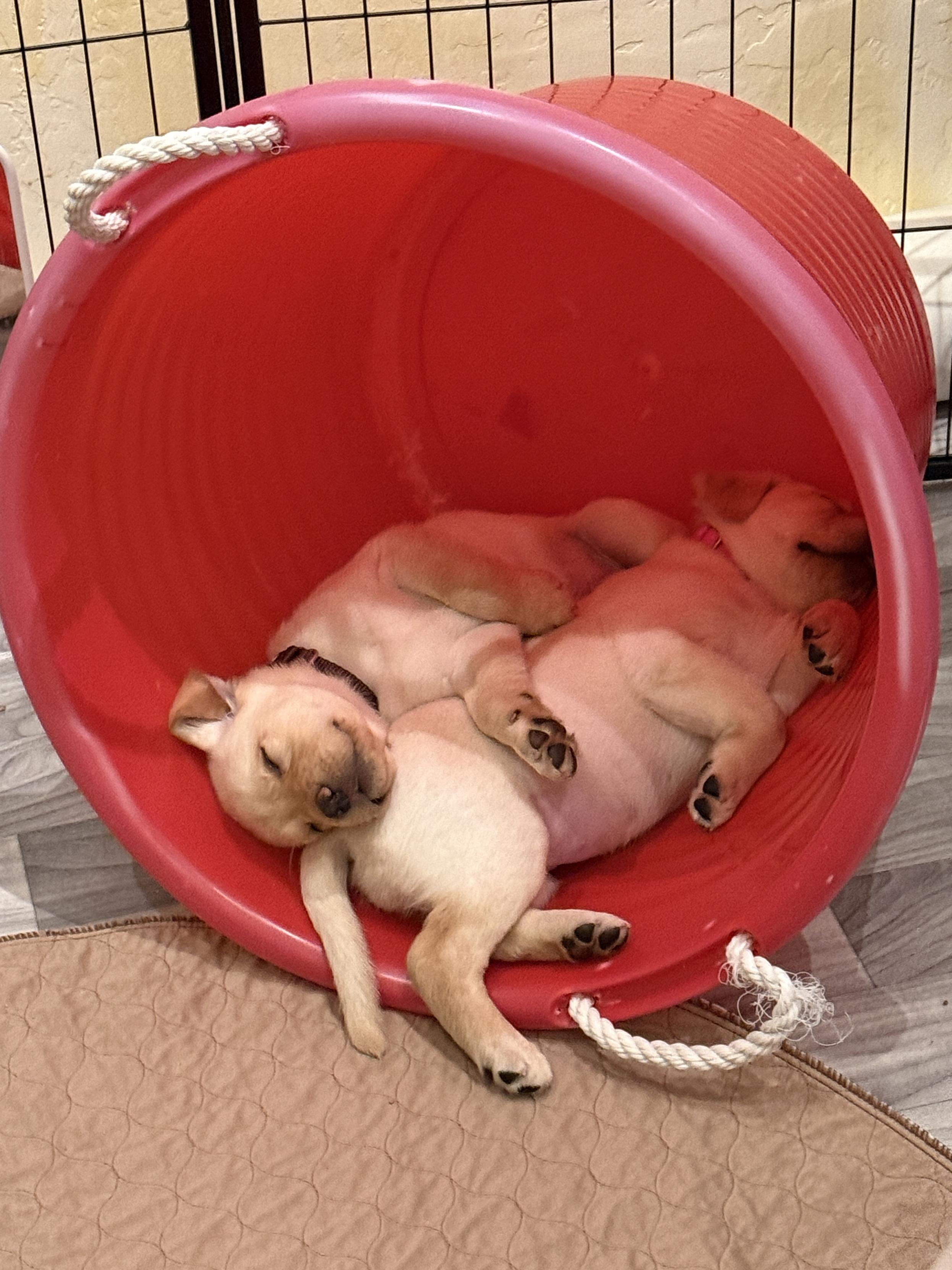 The red bucket has many uses. (See previous post)