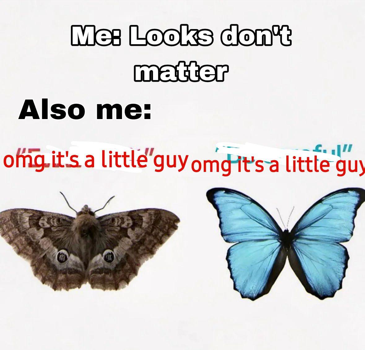 a moth and butterfly. the text "me: looks don't matter" and "also me:" followed by what was originally "ew, kill it" above the moth and "be careful" above the butterfly. it's been edited to read "omg a little guy" above both, because omg it's literally a little guy