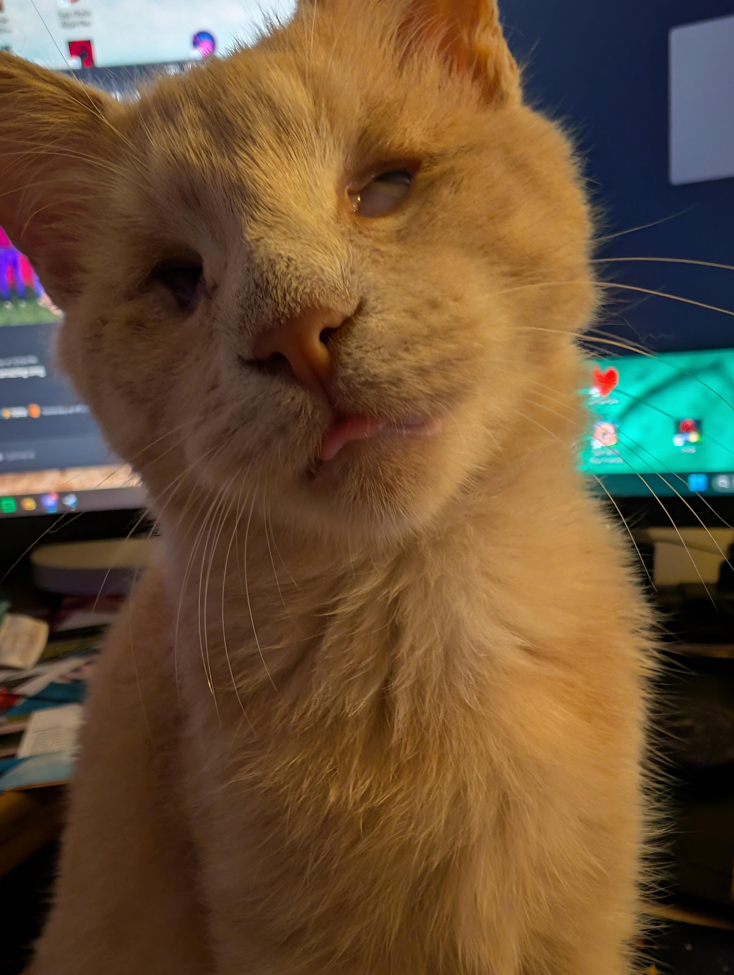 I should be in bed but I have an Important Tiresias Update: he blep.