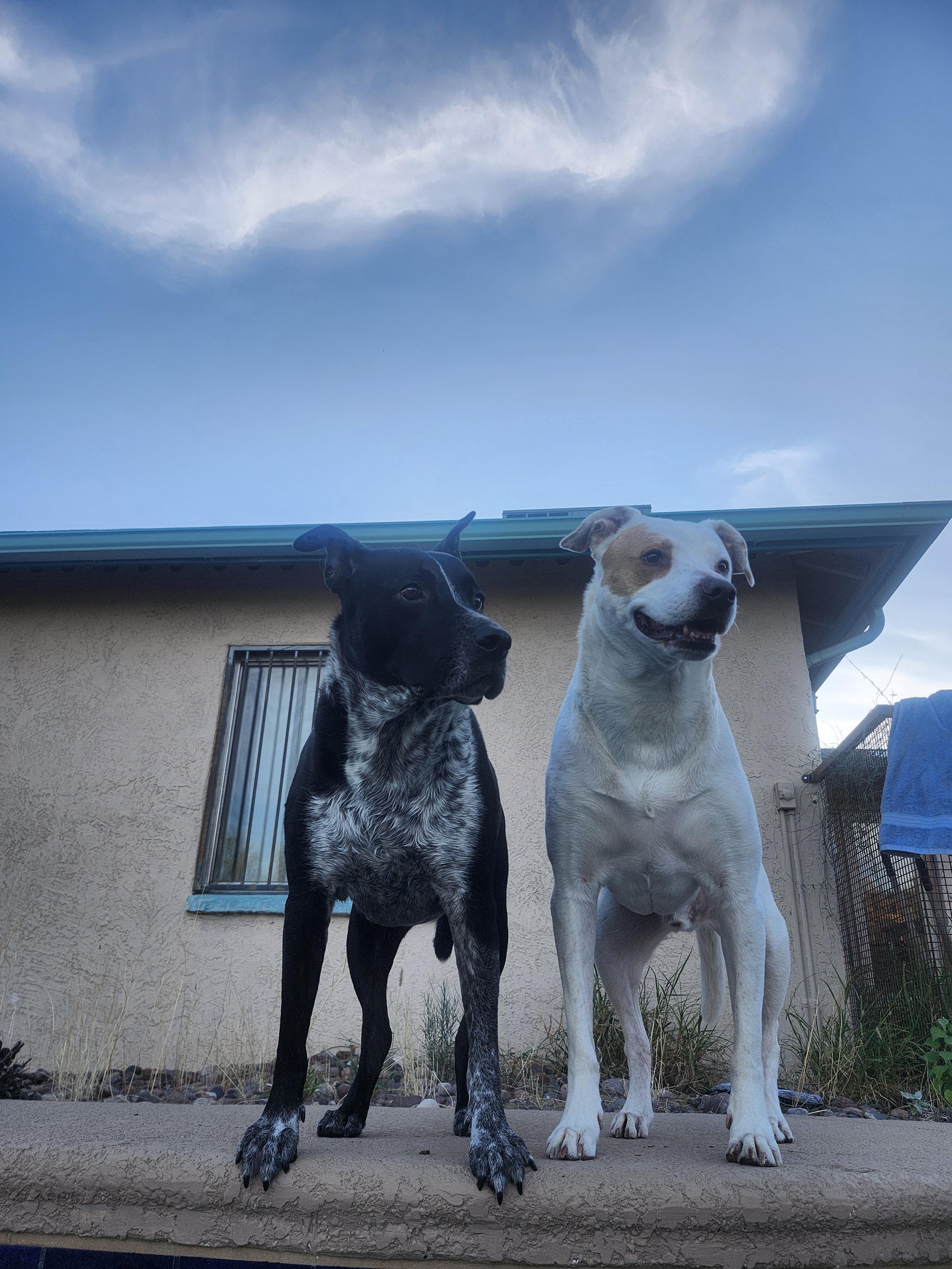 Two dogs enjoy some yard time together once again.