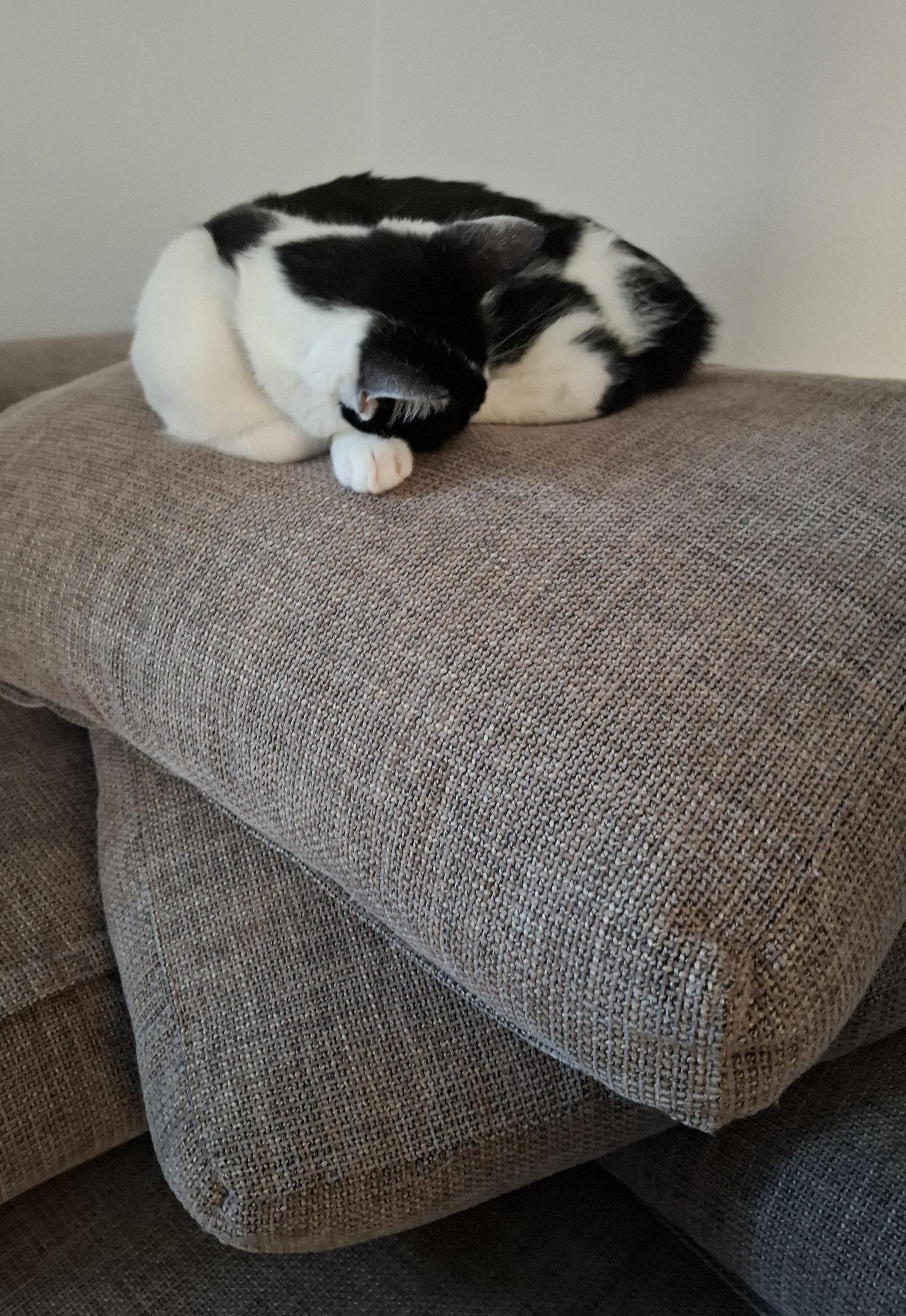 In my next life I'd like to be a work-from-home cat too. :nkoLove: