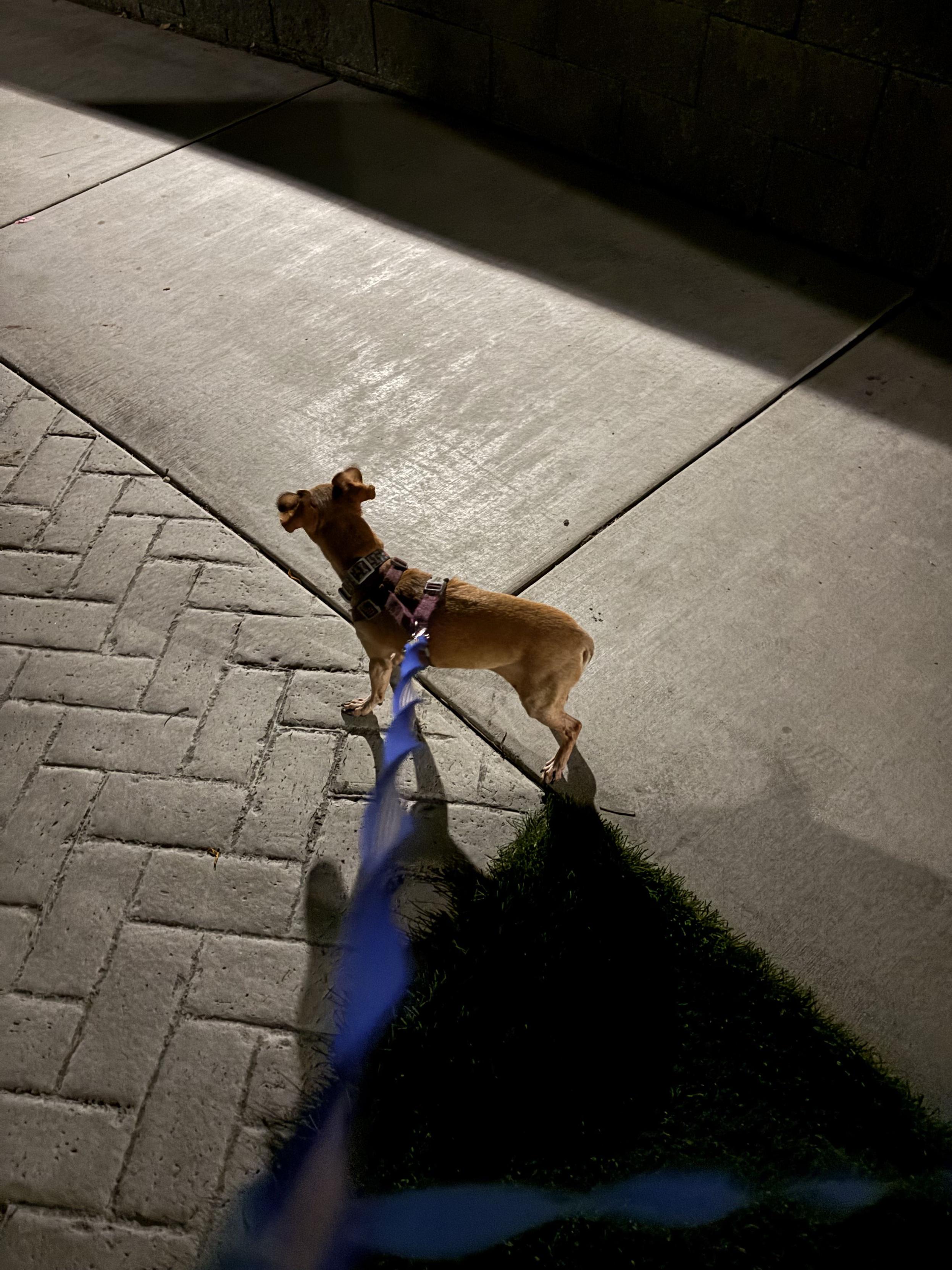 Walking with Olive at night