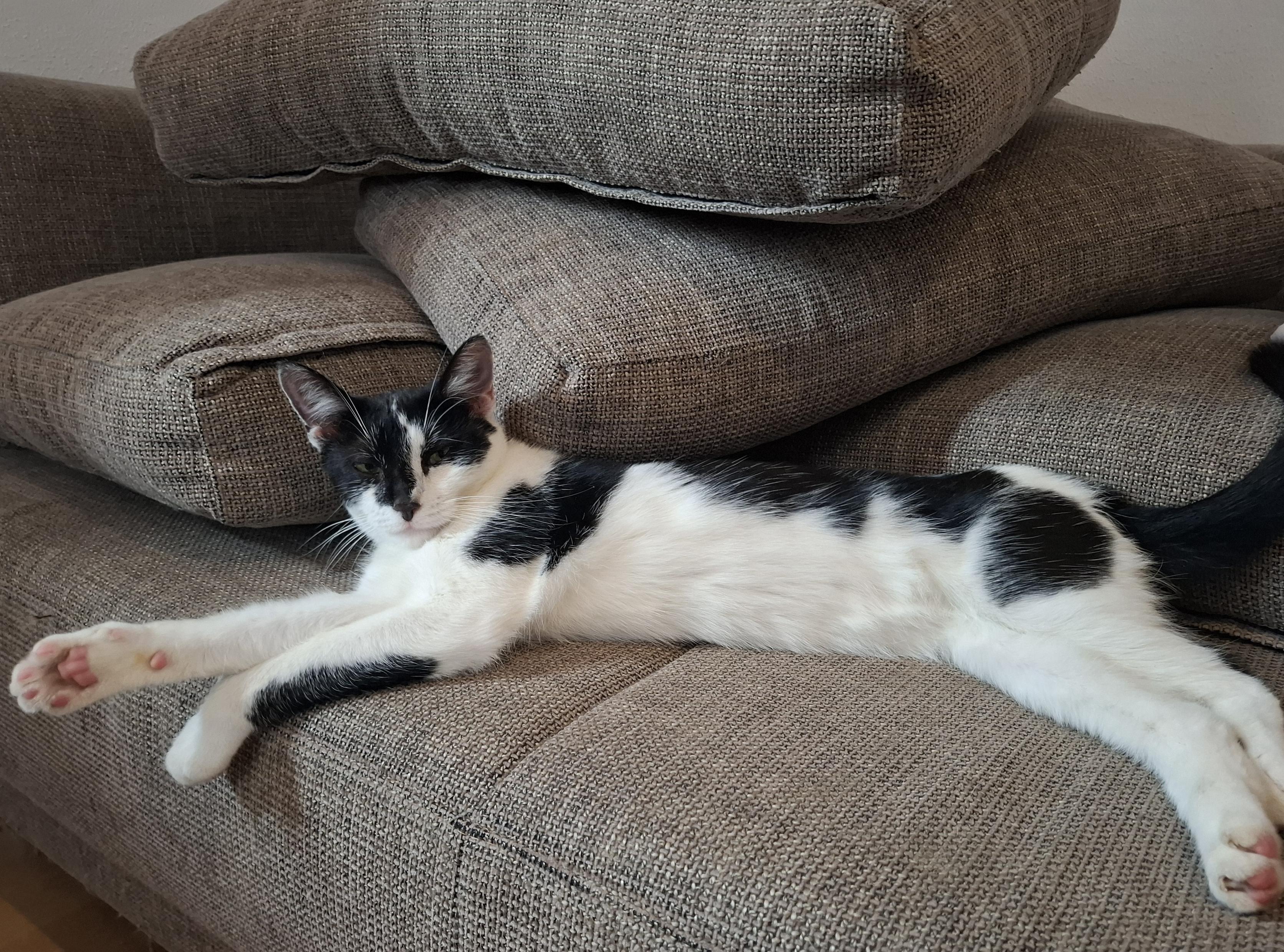 The cat has changed position. I repeat, the cat has changed position!