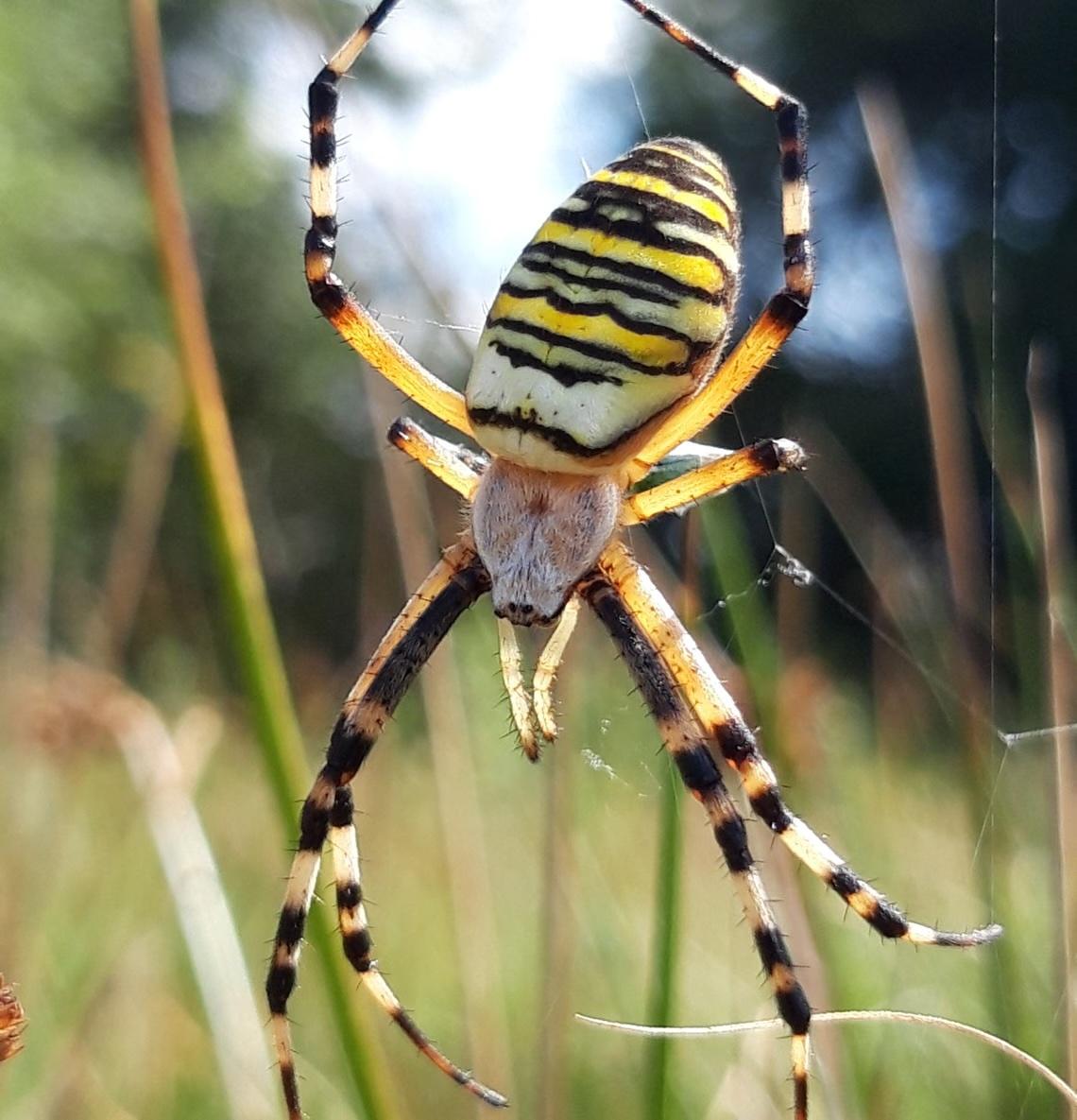 Argiope bruennichi