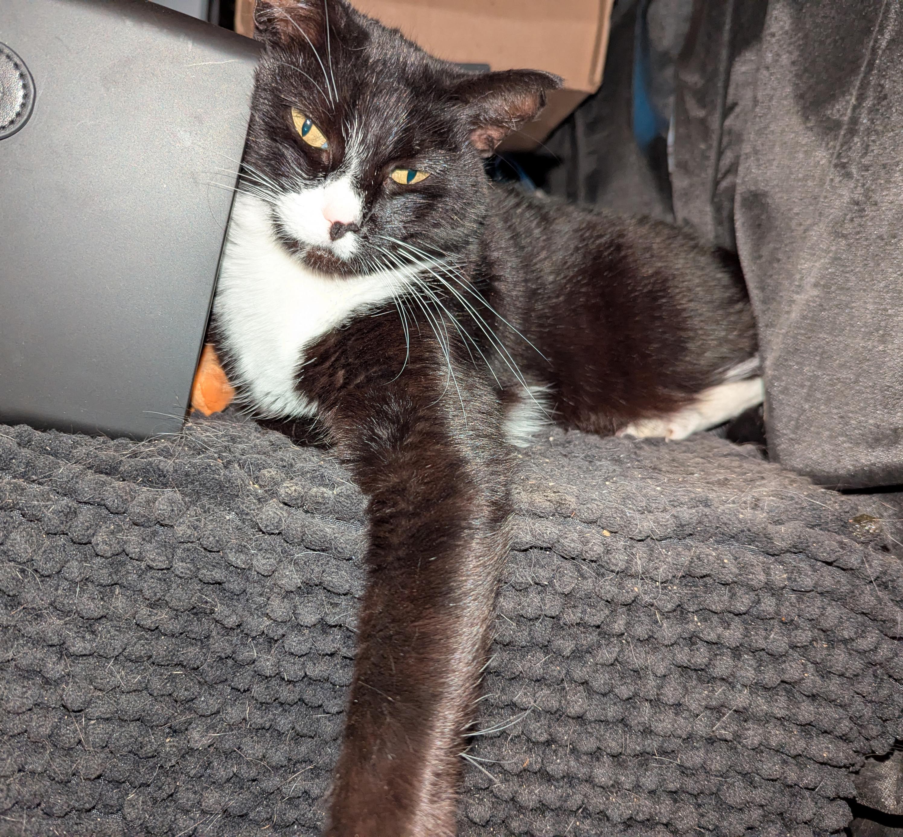 Chex, chilling