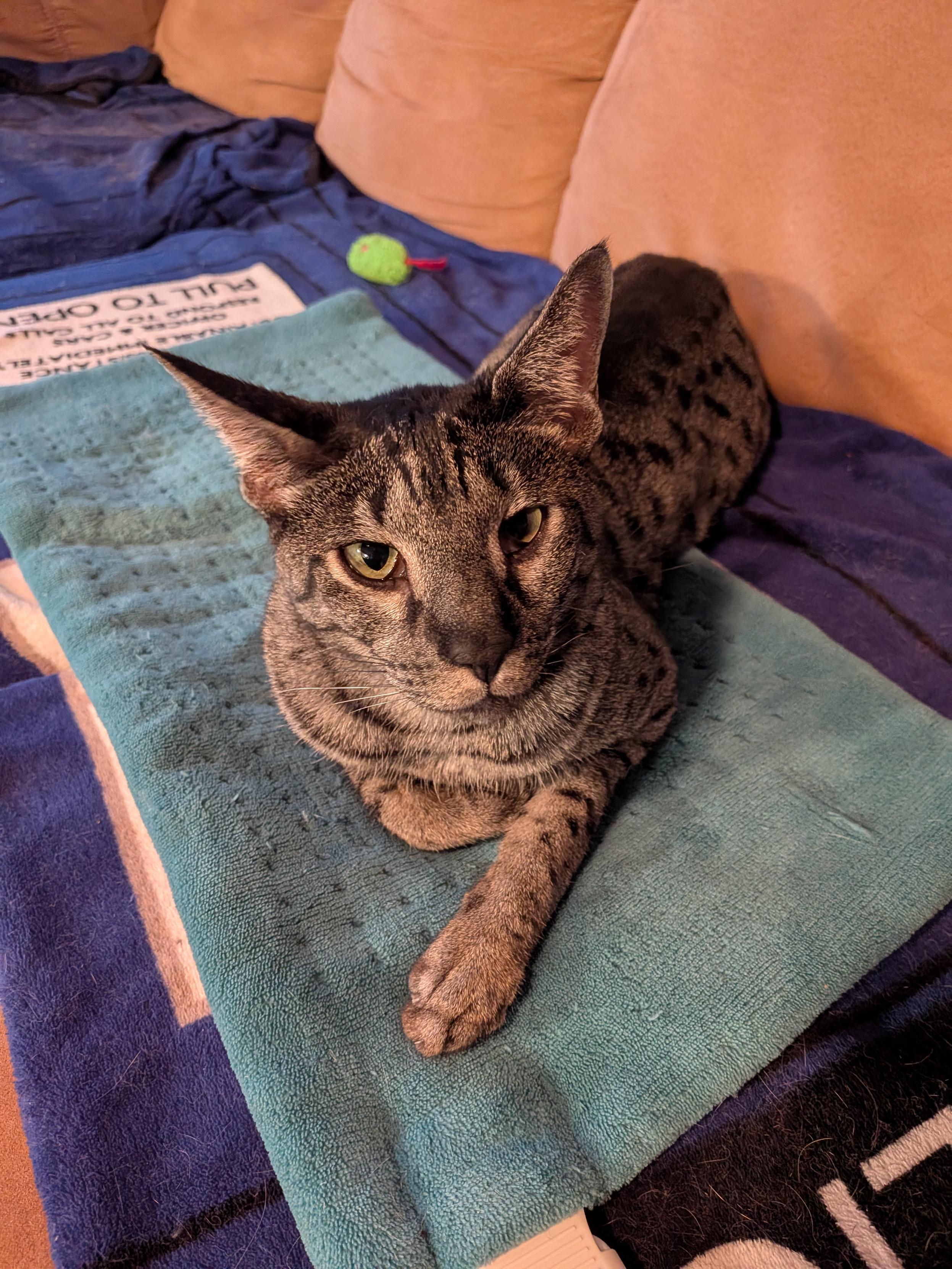 It's that time of year when I get the heating pad out and immediately lose it to Hunter Yoda. Witness the melting of the cat. He stayed on it last night till I…