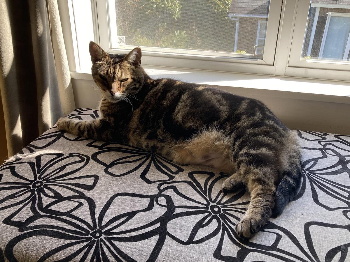 Somebody's lounging on his window seat in the sunshine so you figure "Oh good, now's my chance to make the bed." Walk into the bedroom, turn around, and ...