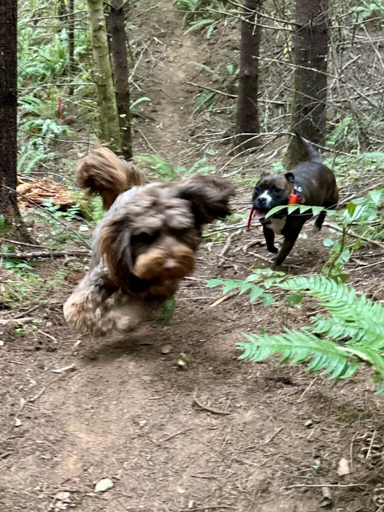 These little guys were in a mood to run, wrestle, and get wild! .